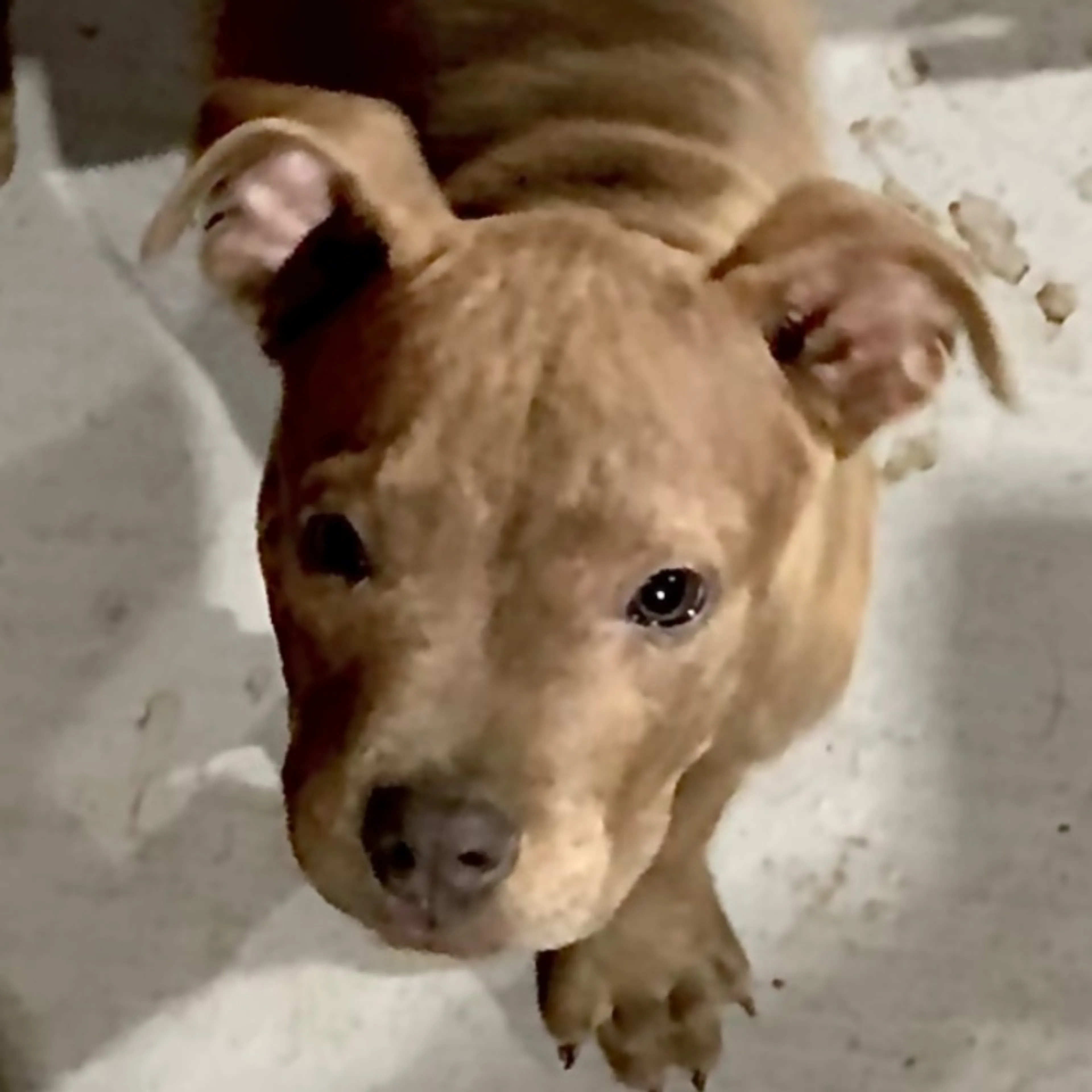Lost pet