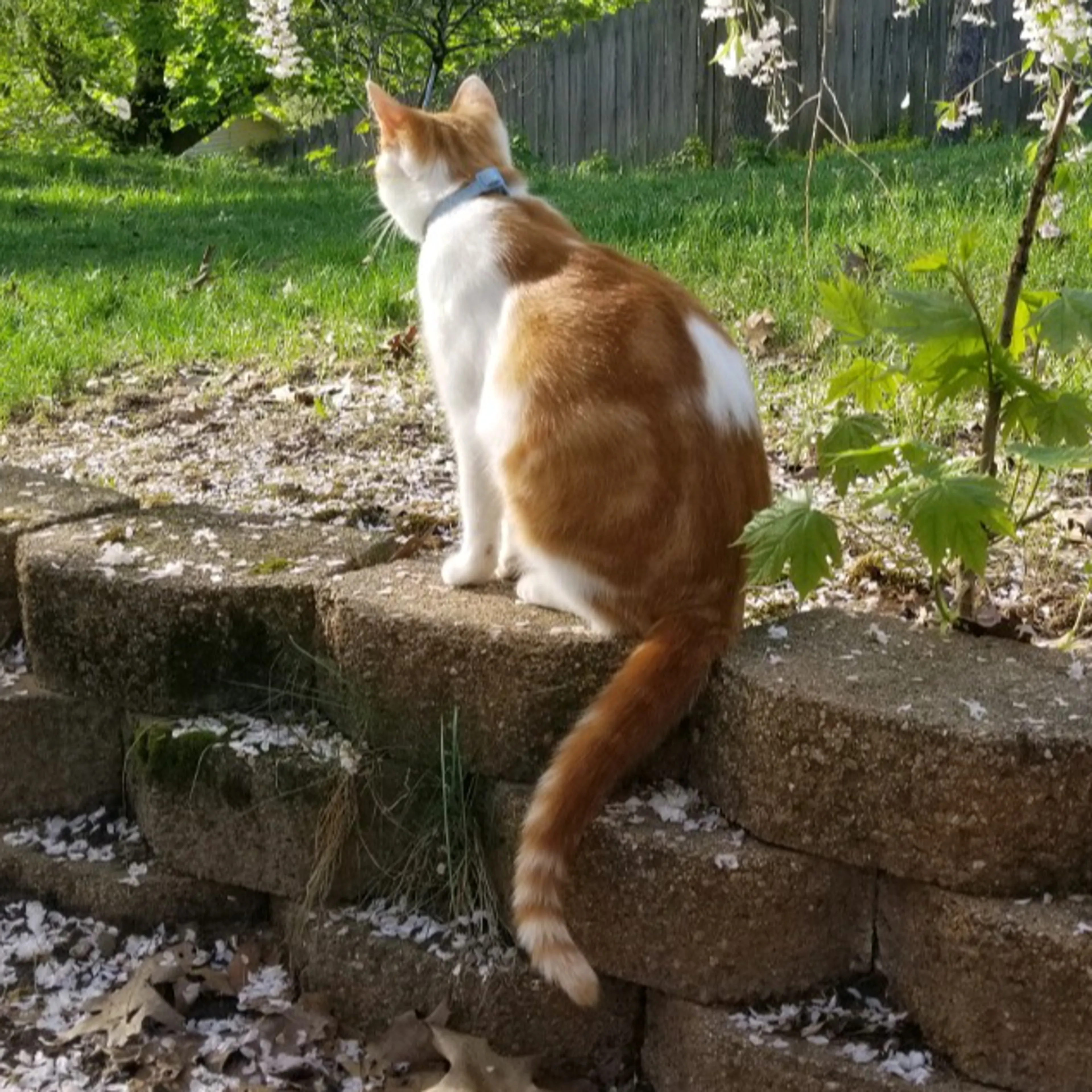 Lost pet-3