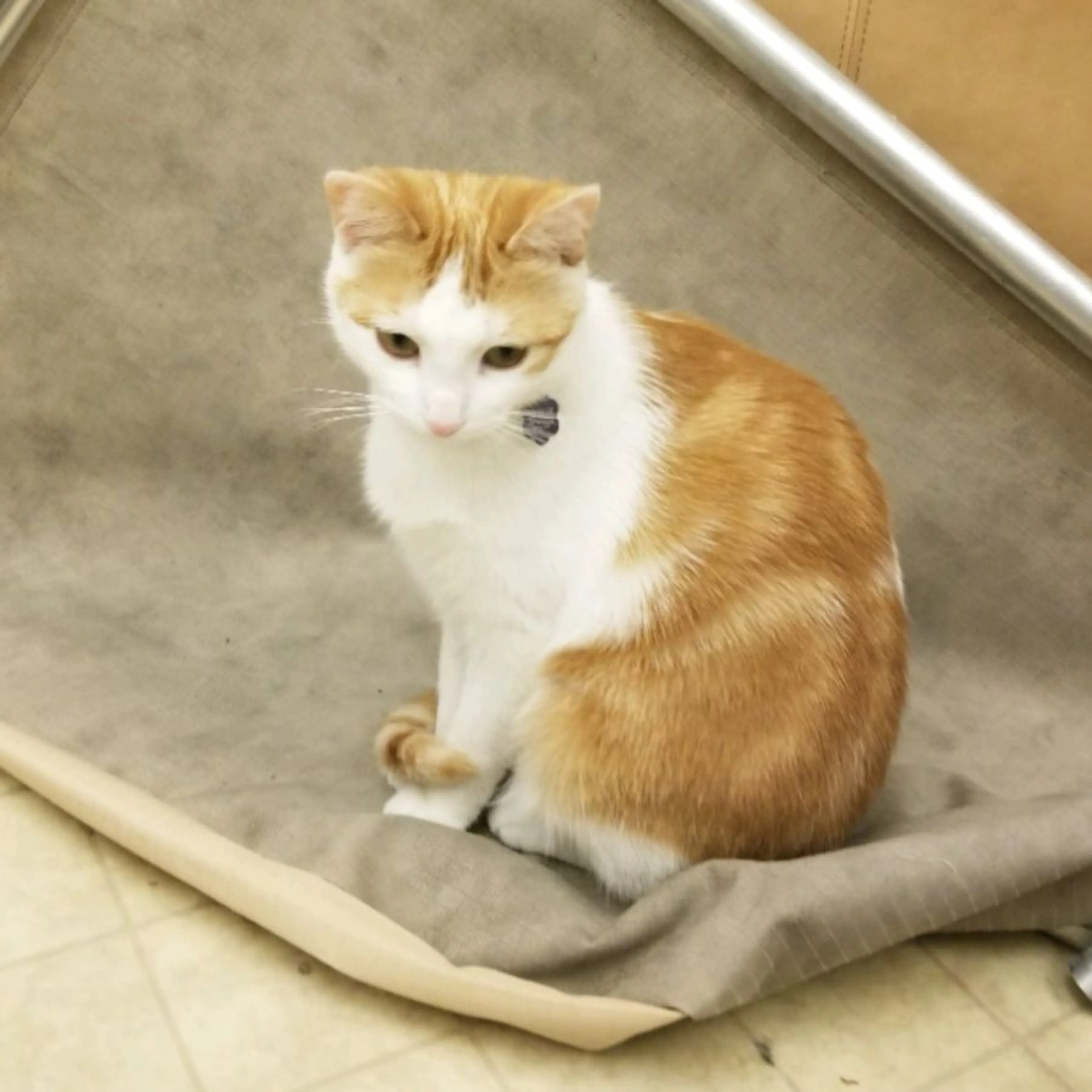 Lost pet-0