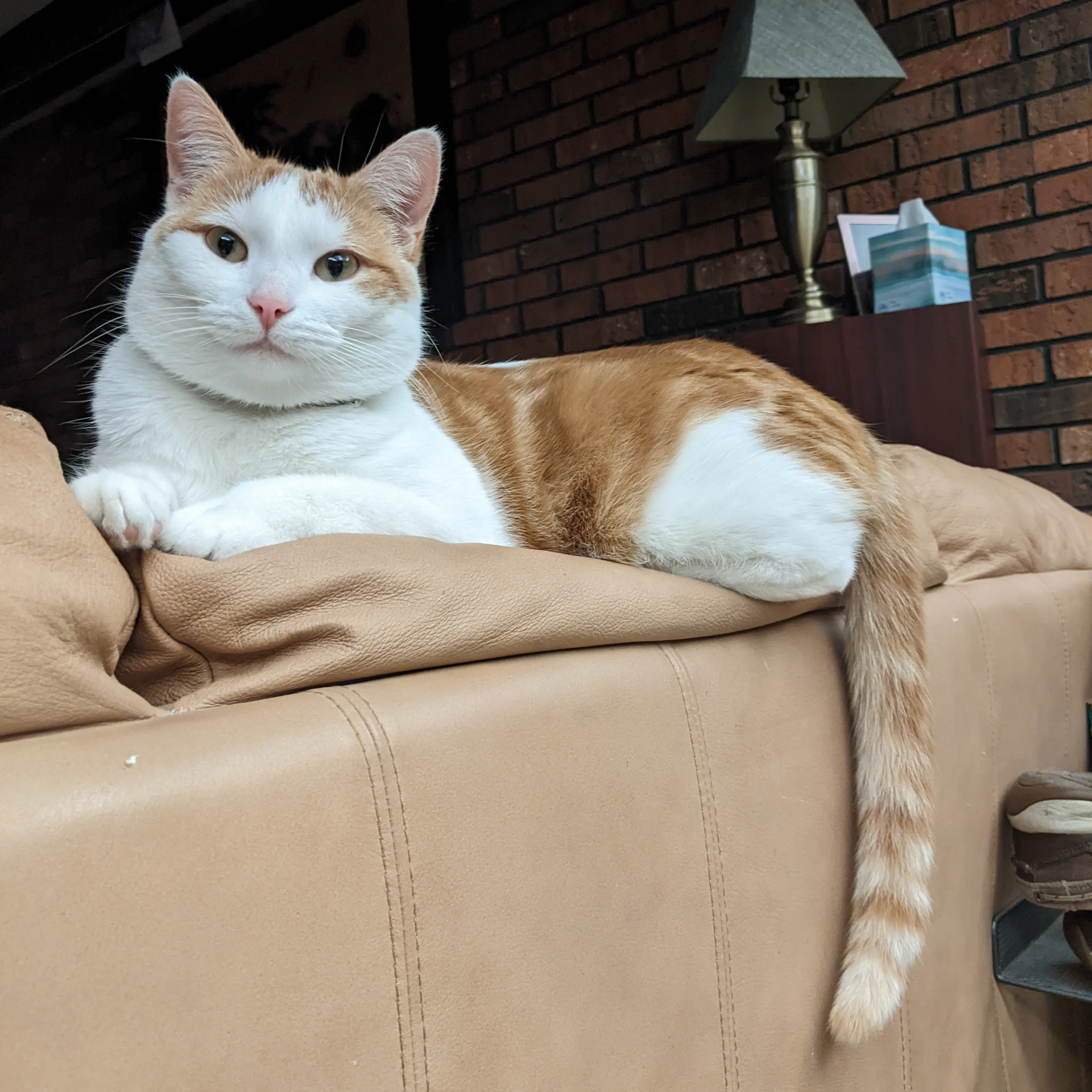 Lost pet-2