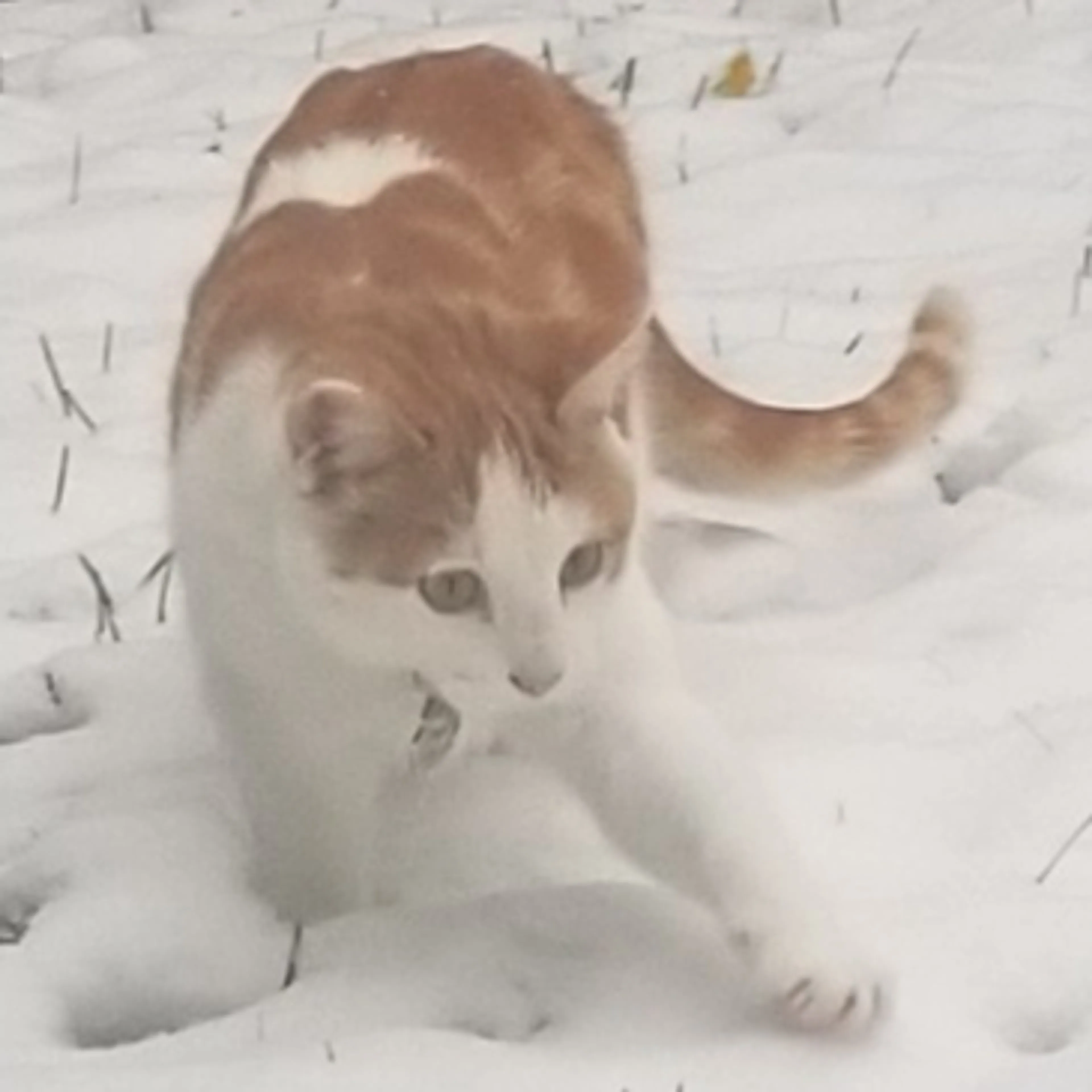 Lost pet-1