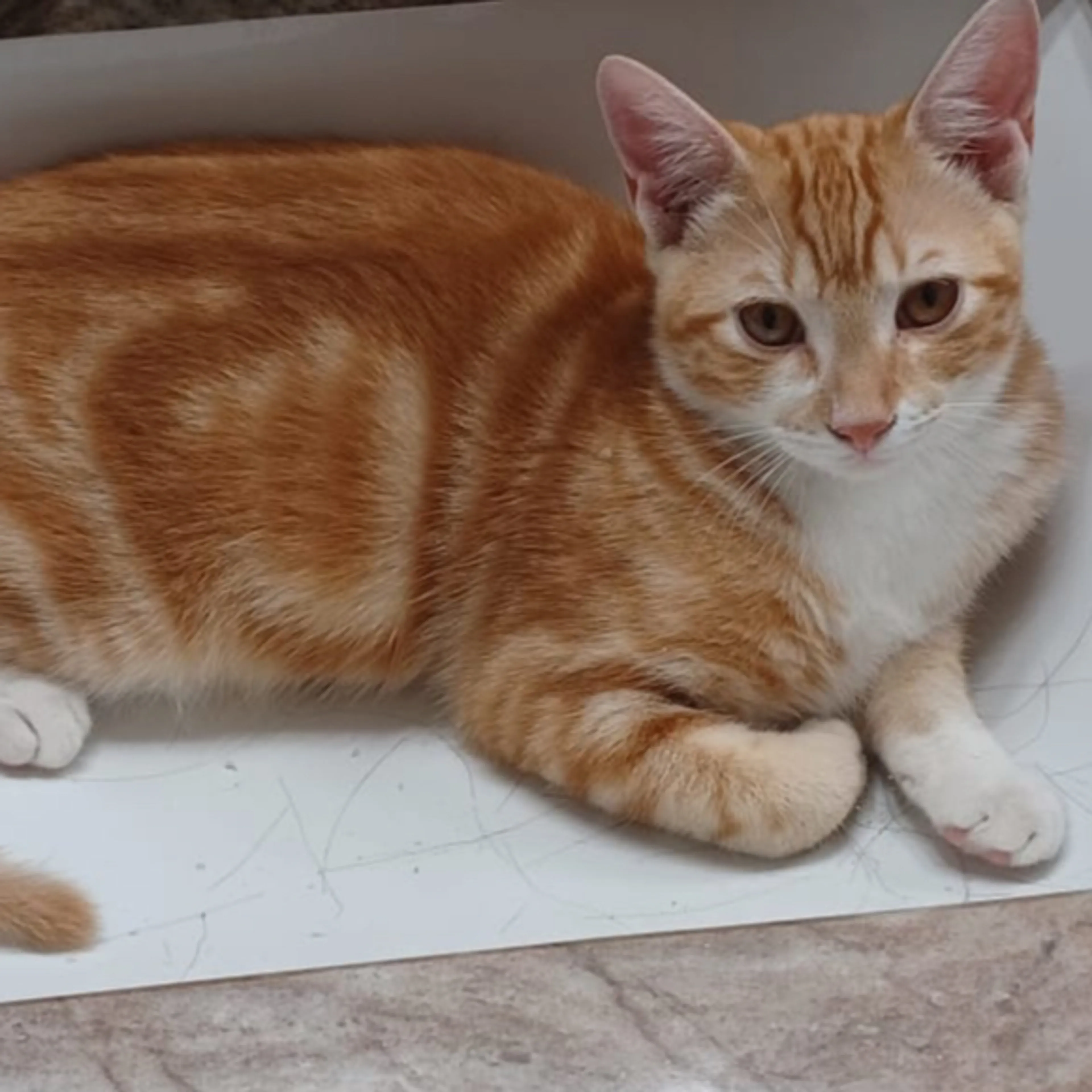Lost pet-1