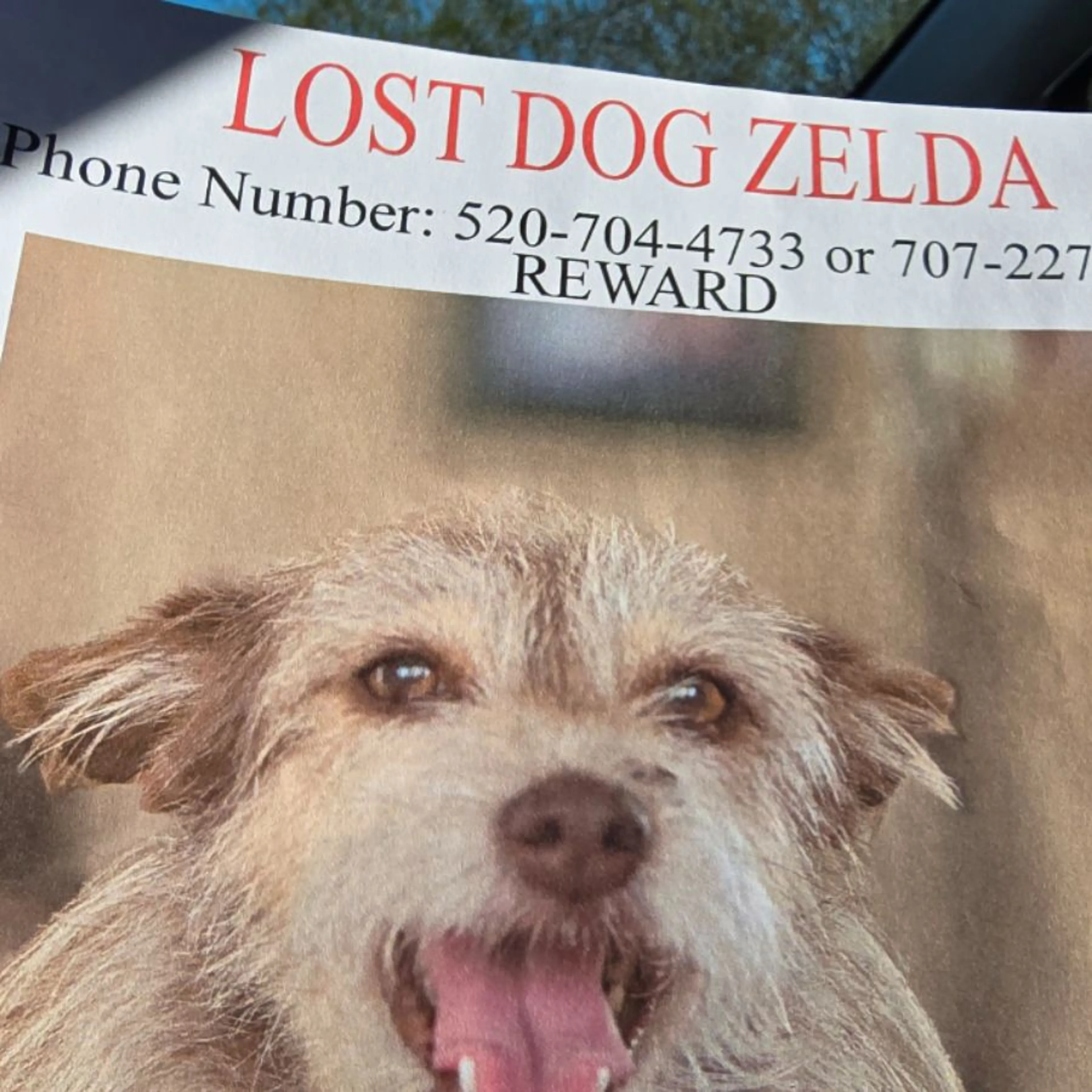 Lost pet