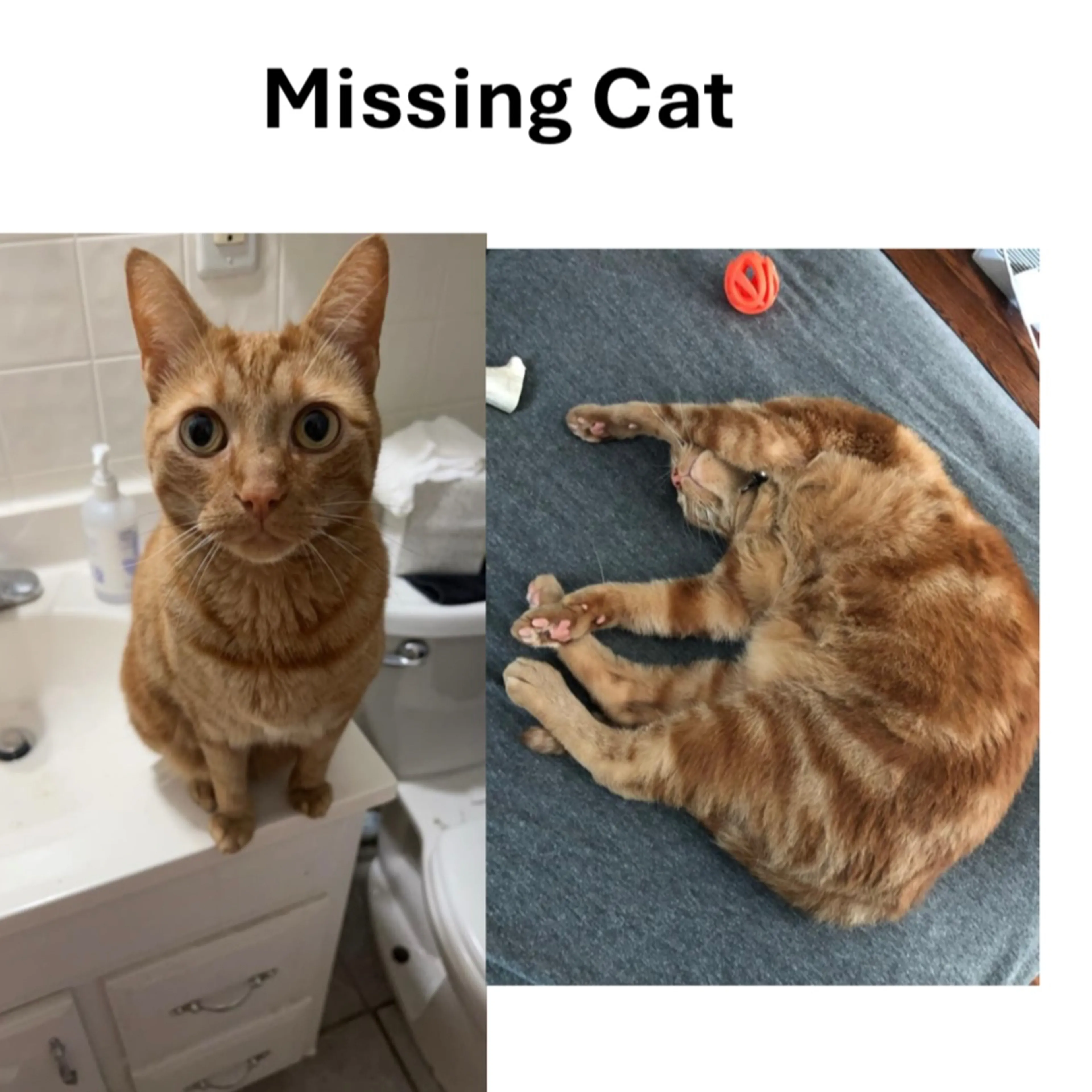 Lost pet-2