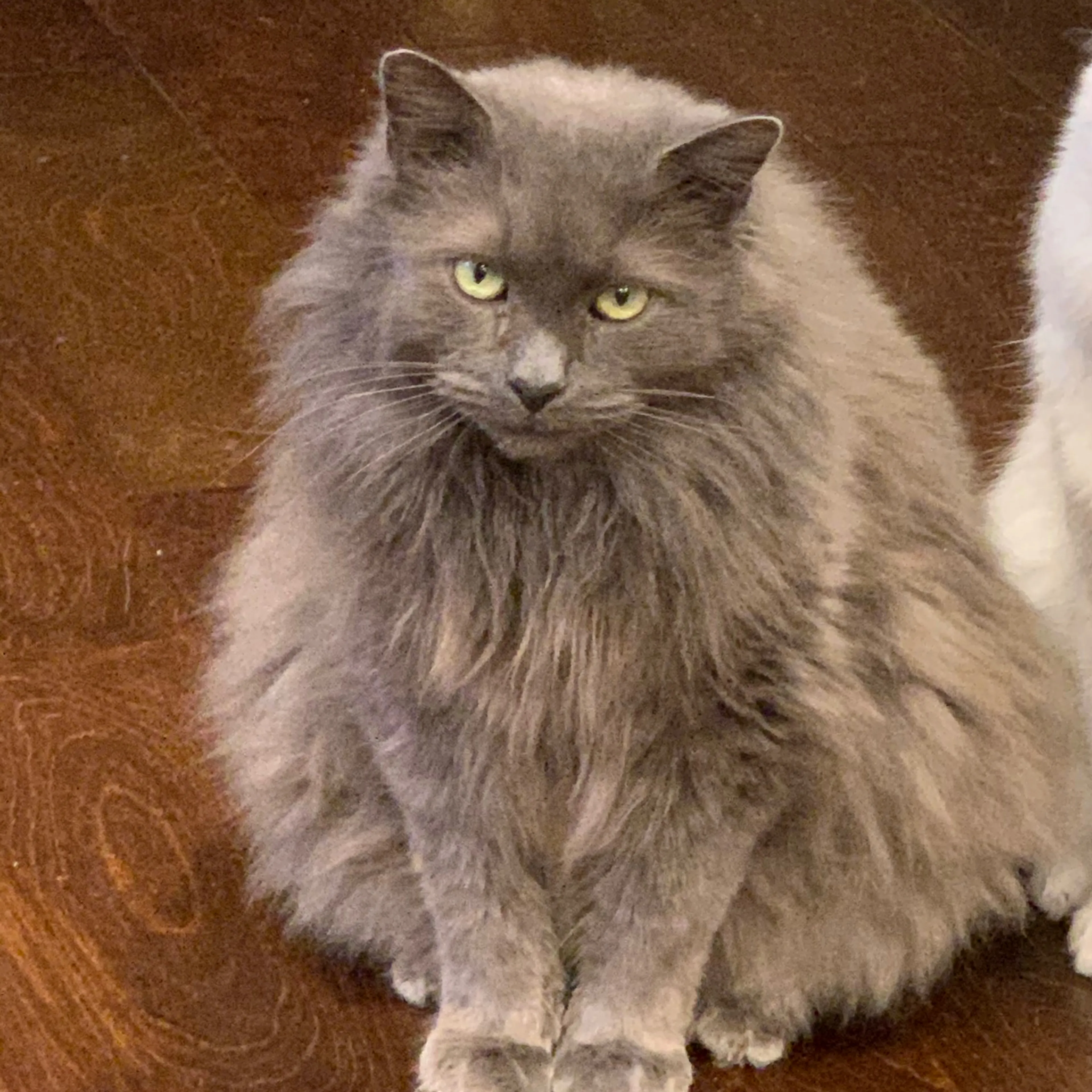 Lost pet-3