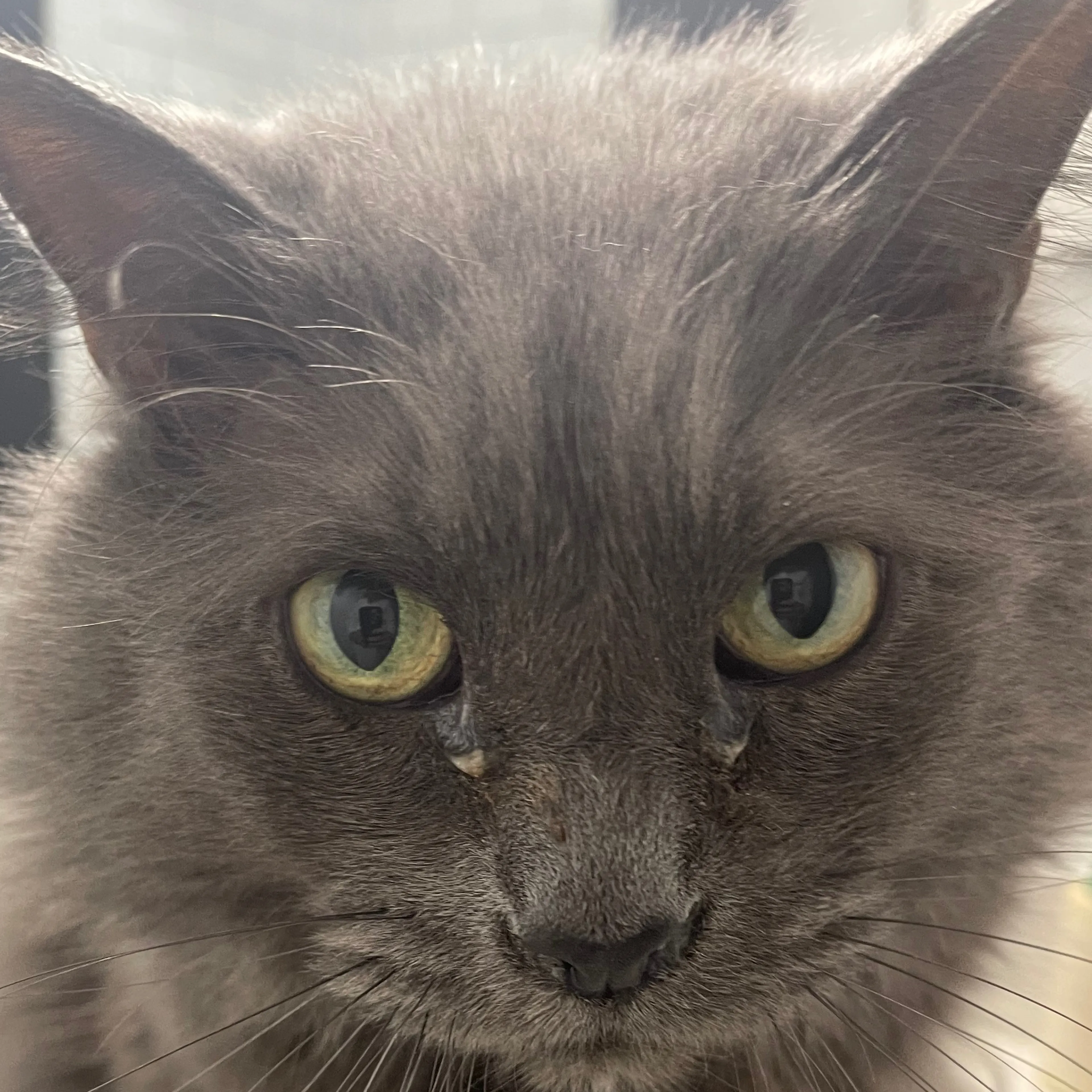 Lost pet-2