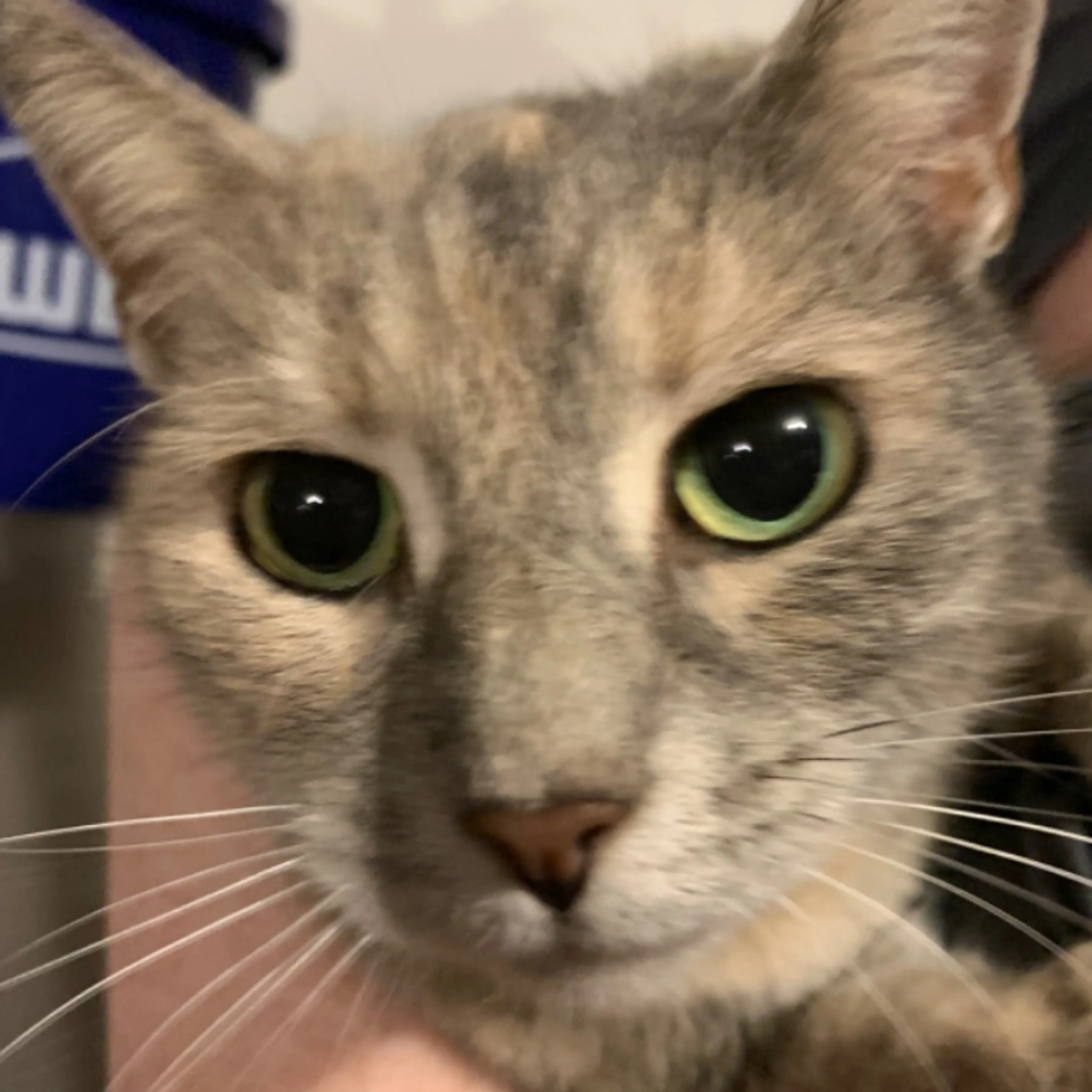 Found pet