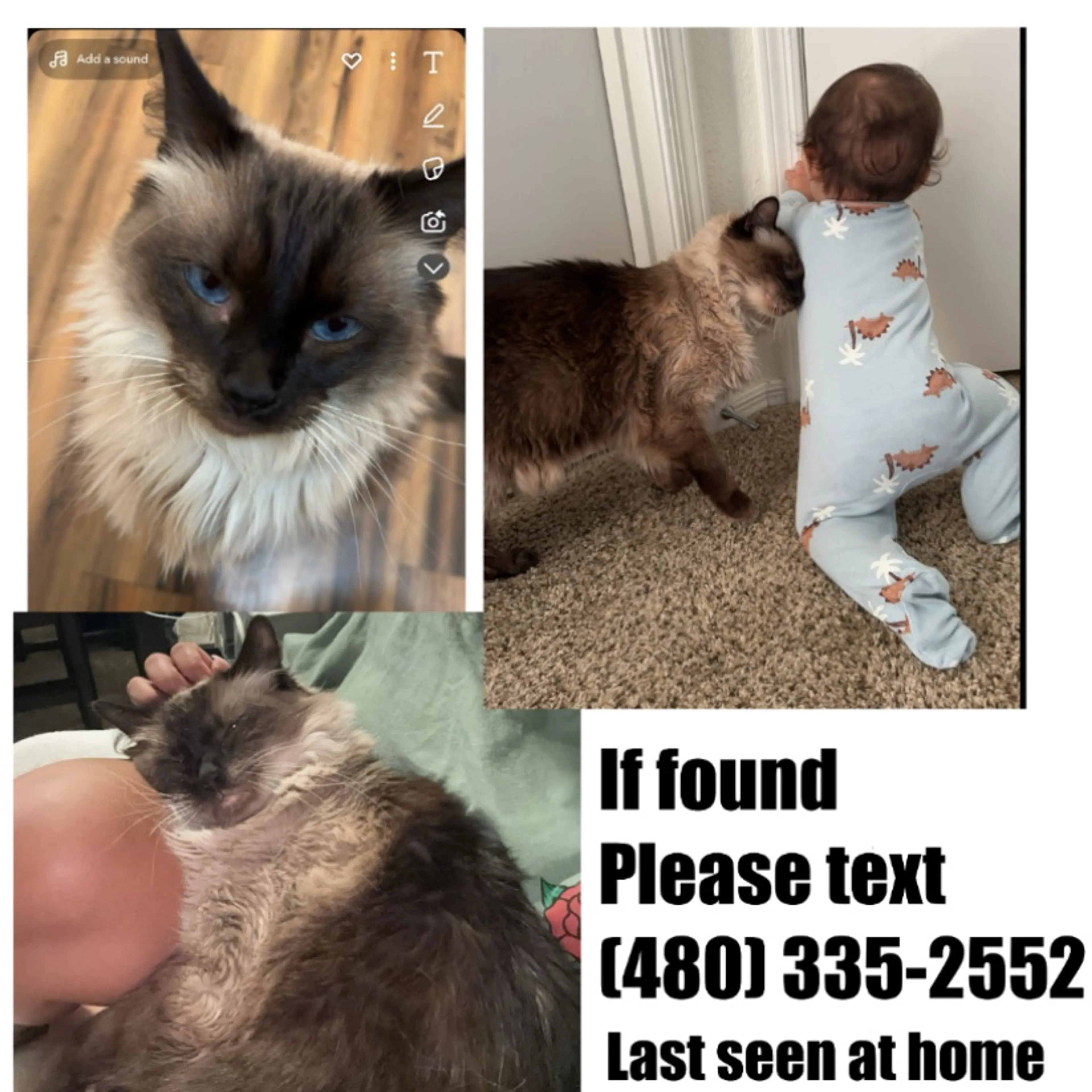 Lost pet