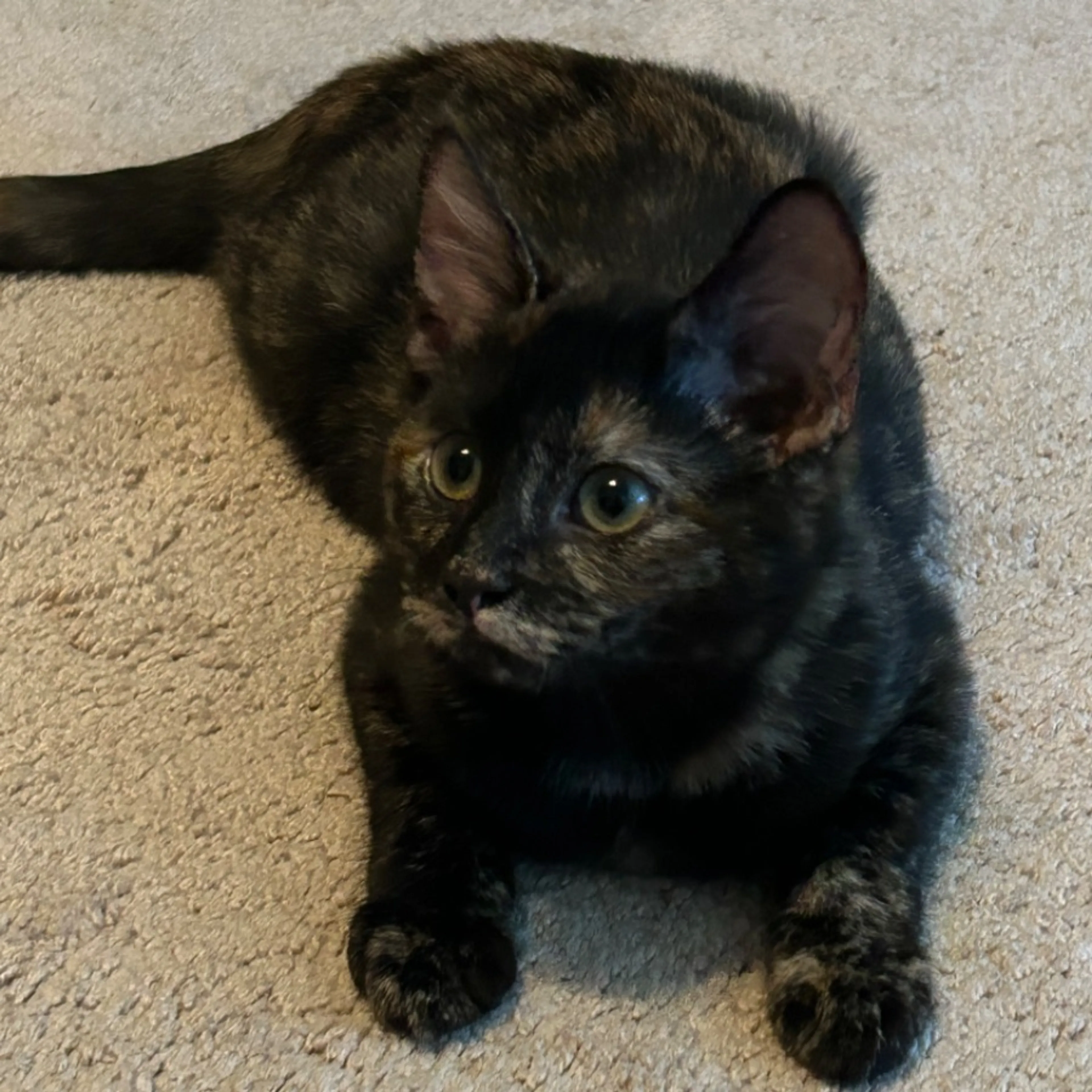 Lost pet-0