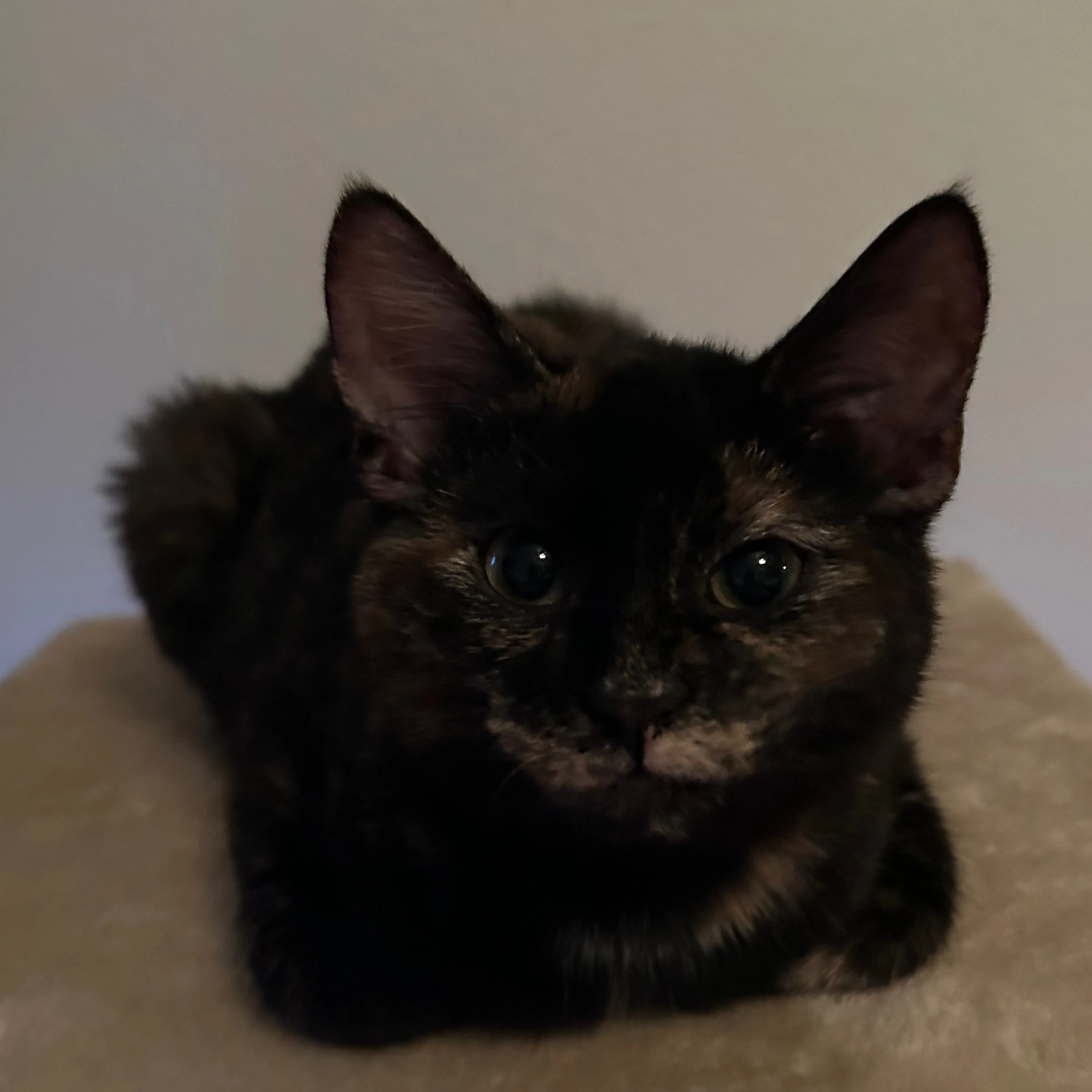 Lost pet-1
