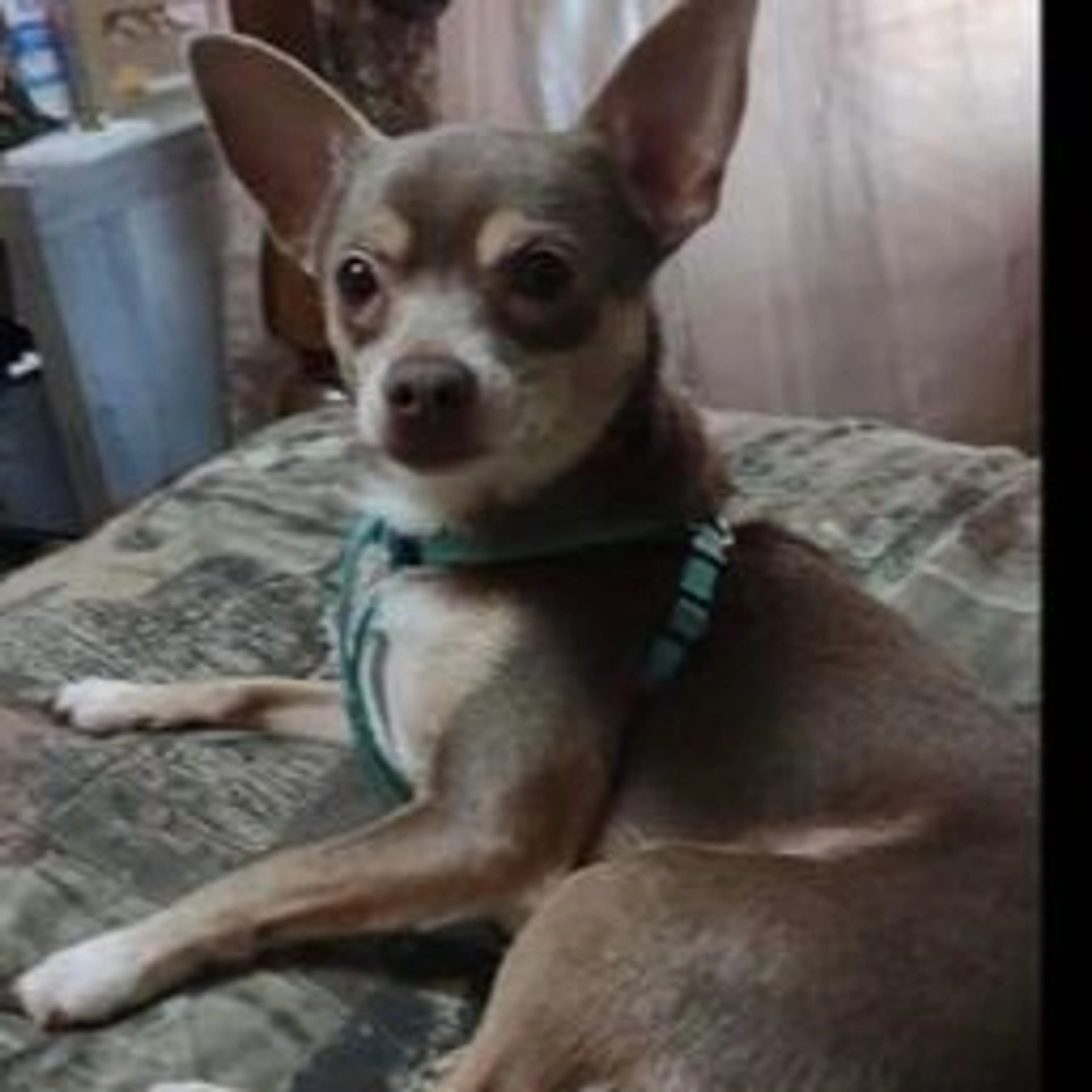 Lost pet