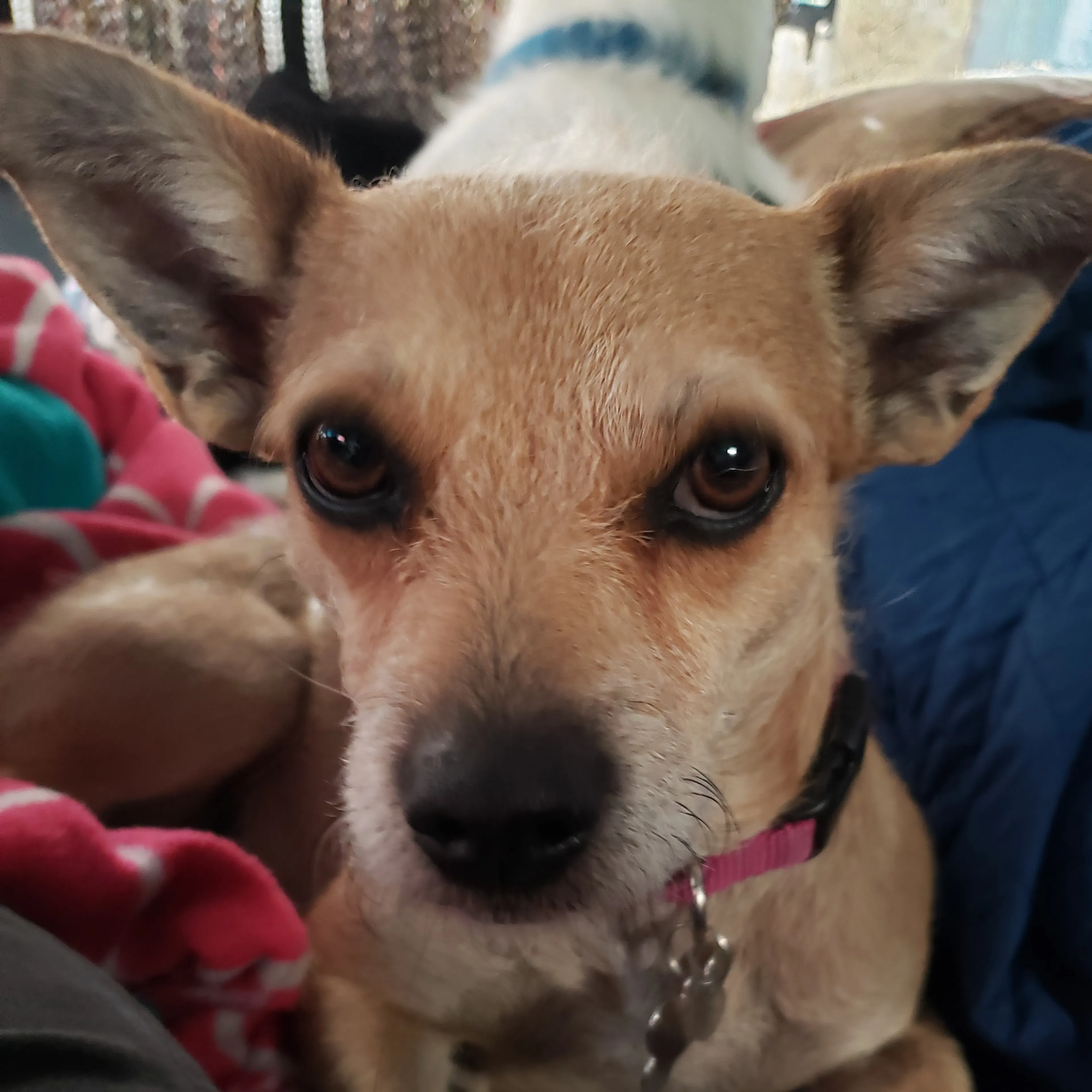 Lost pet-1