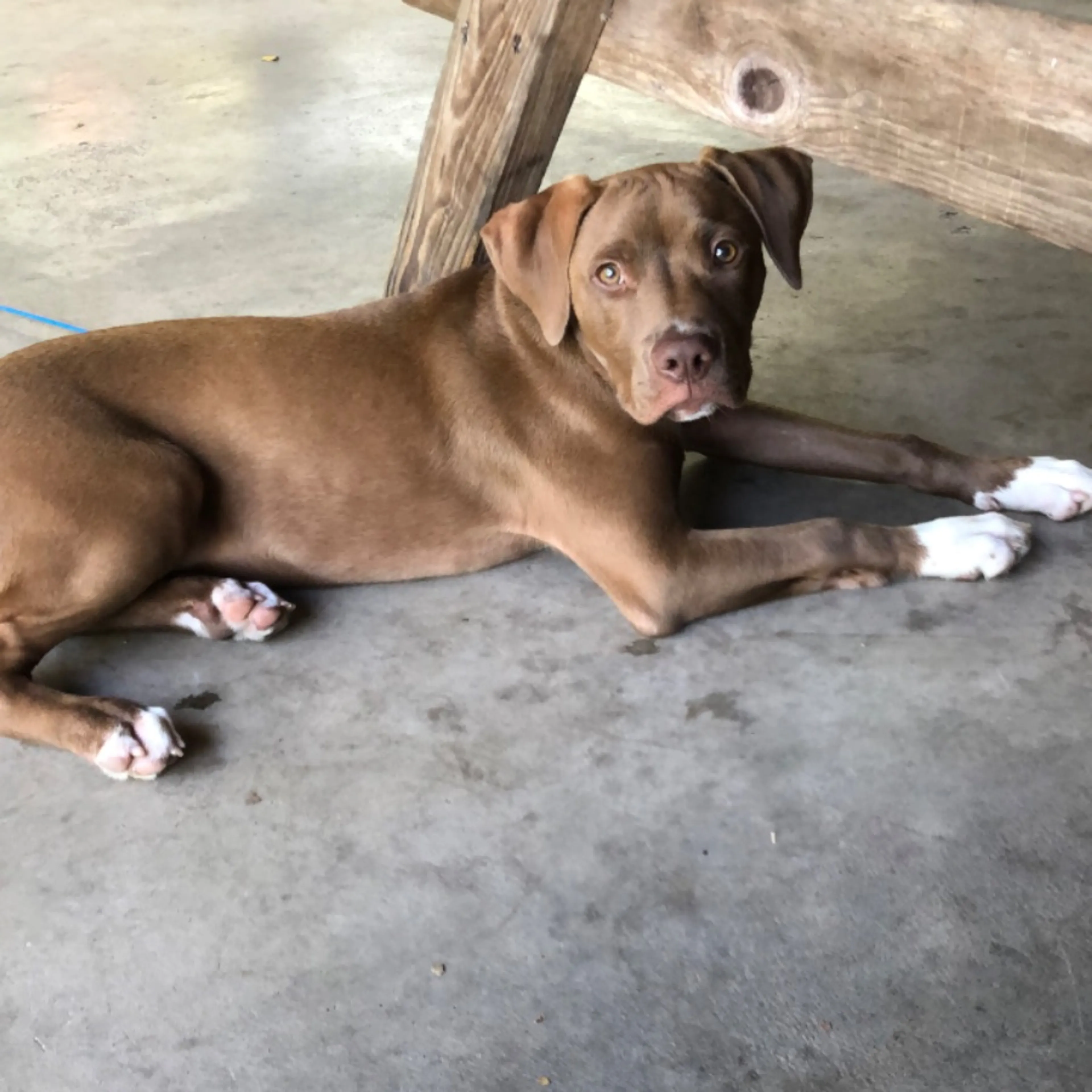 Lost pet