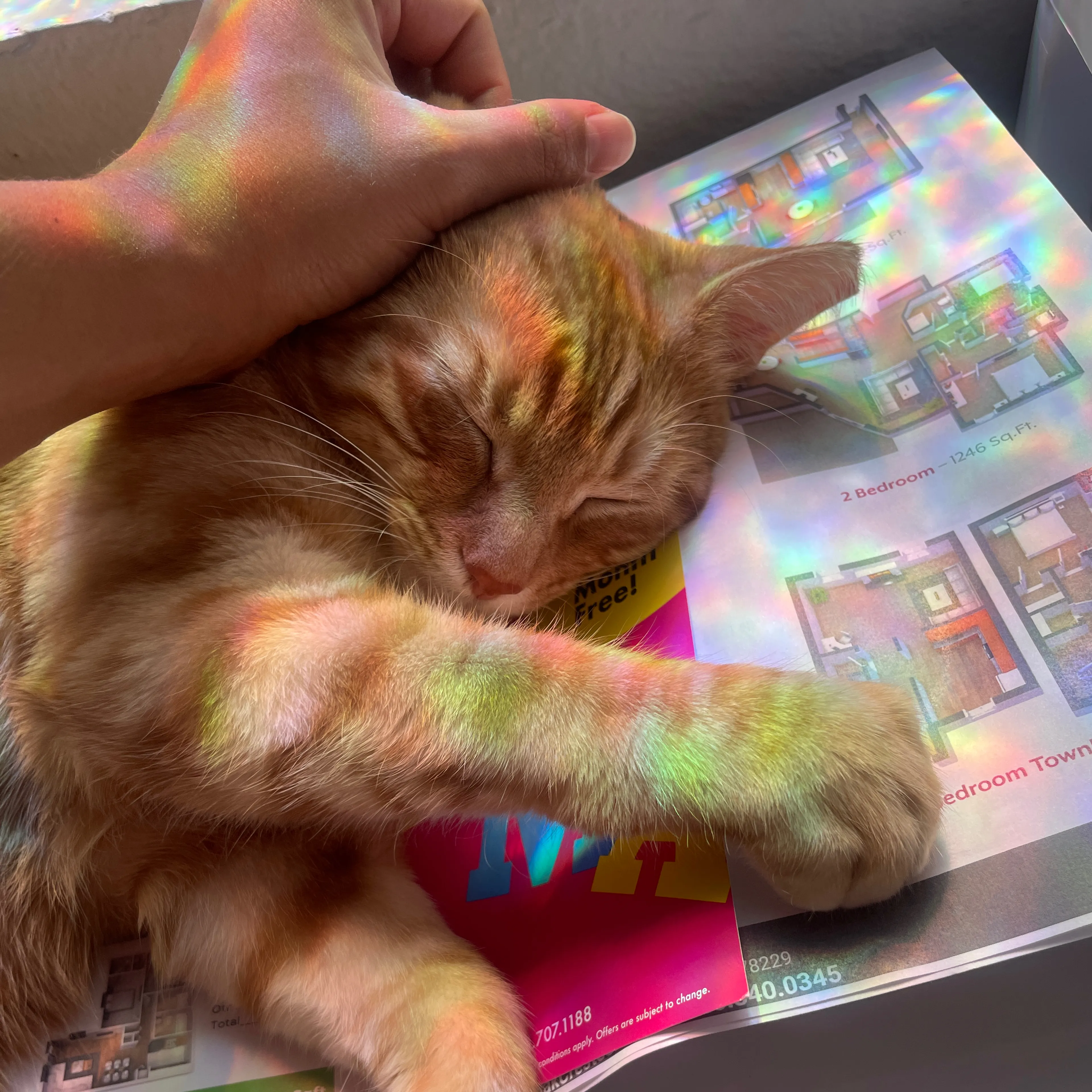 Lost pet-3