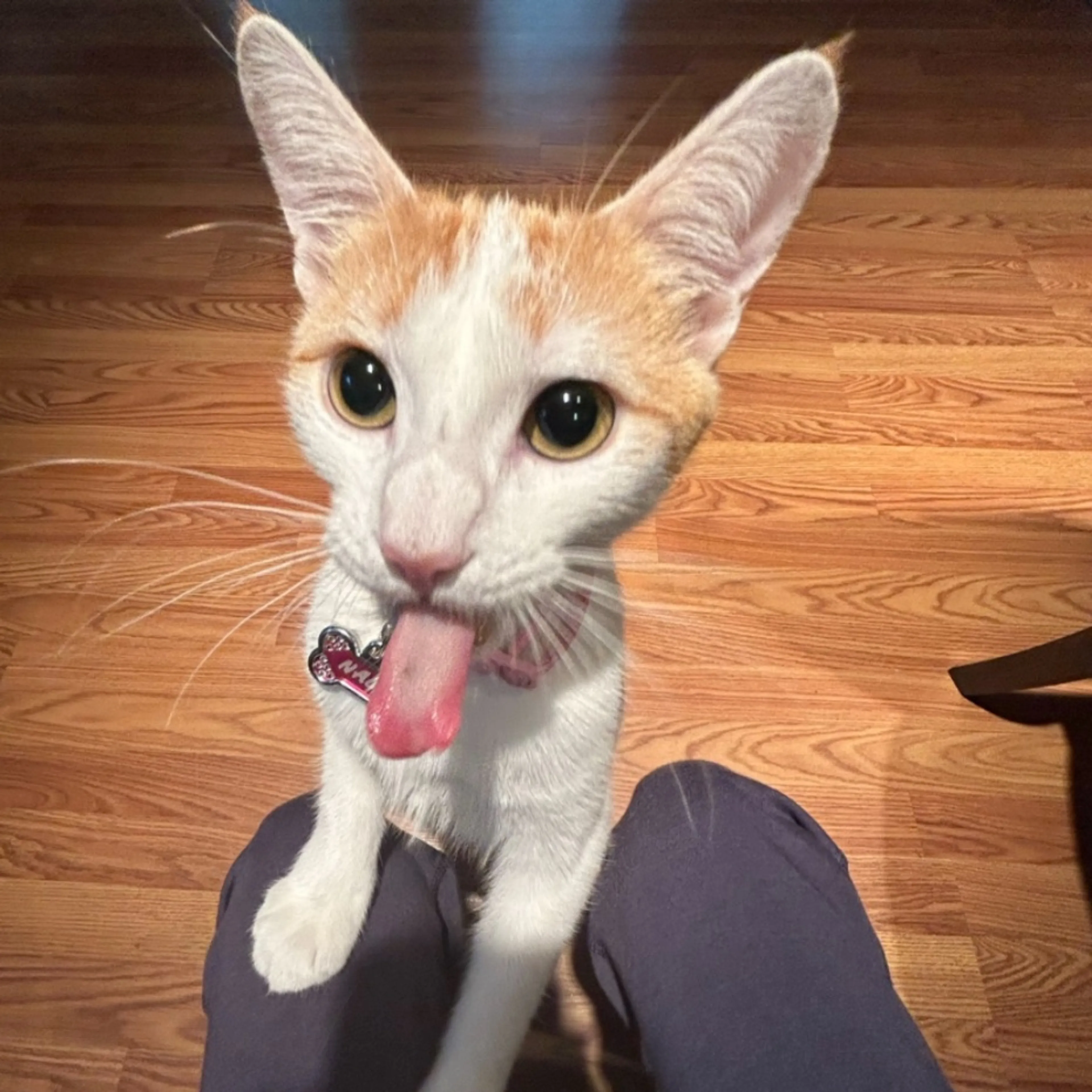 Lost pet-0