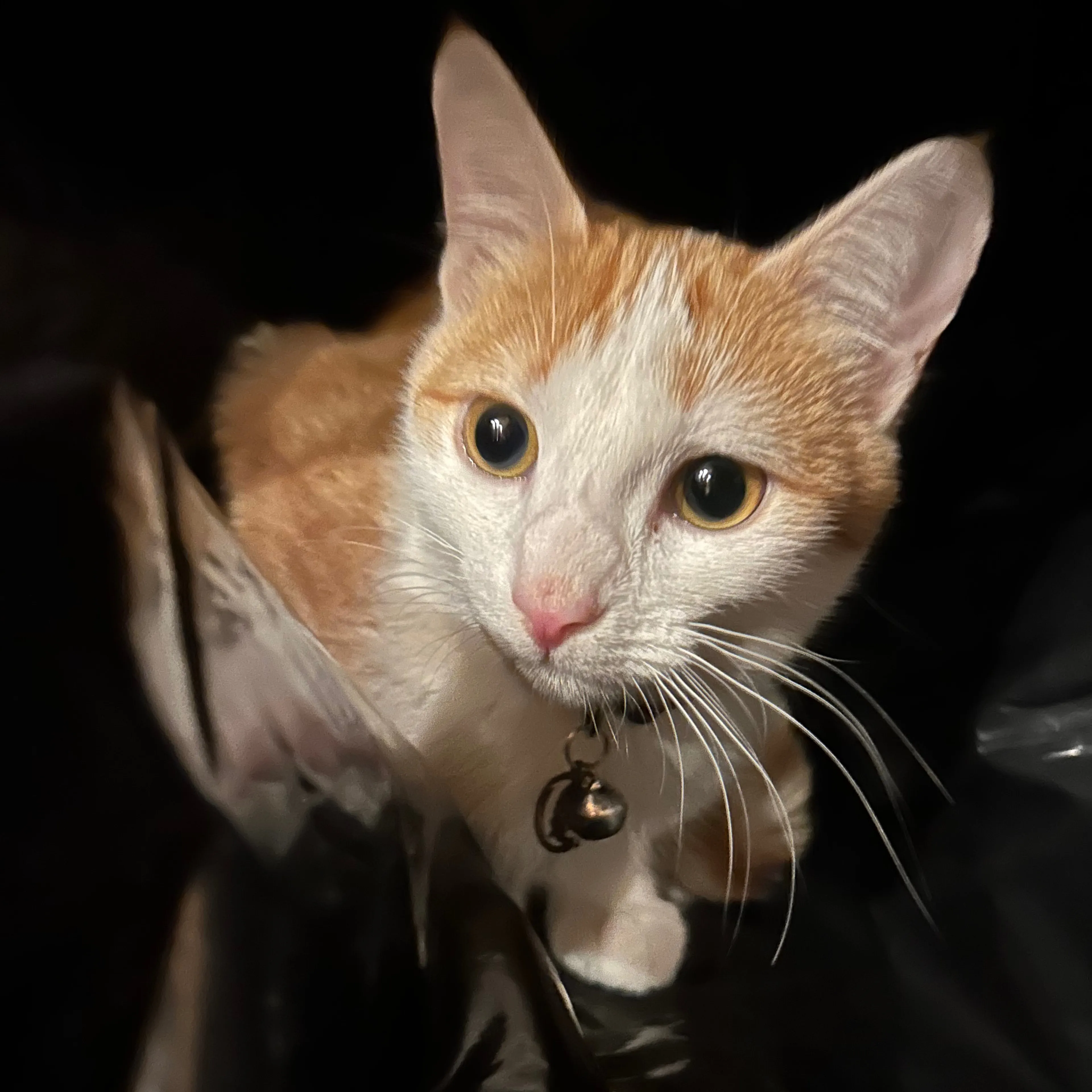Lost pet-2