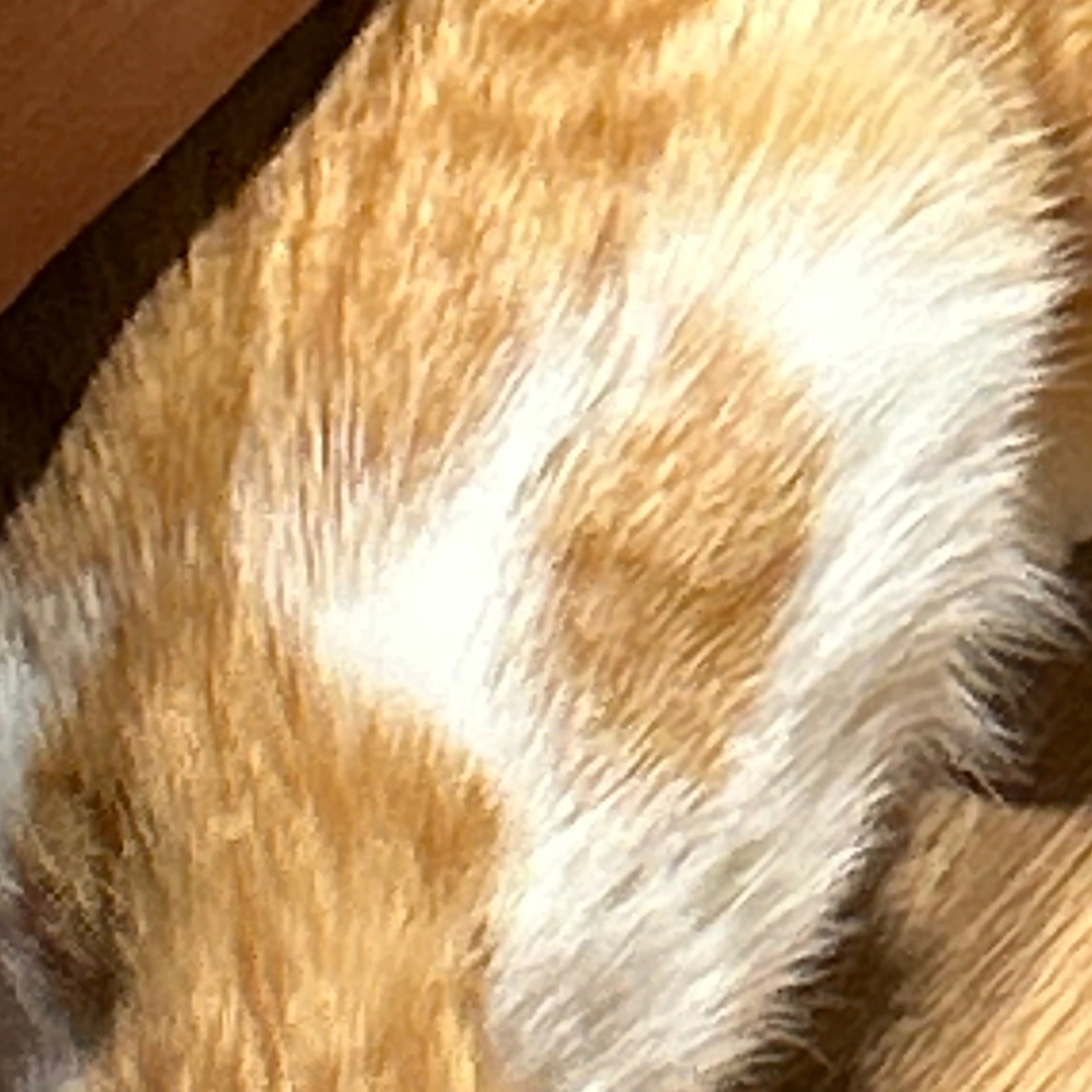 Lost pet-3