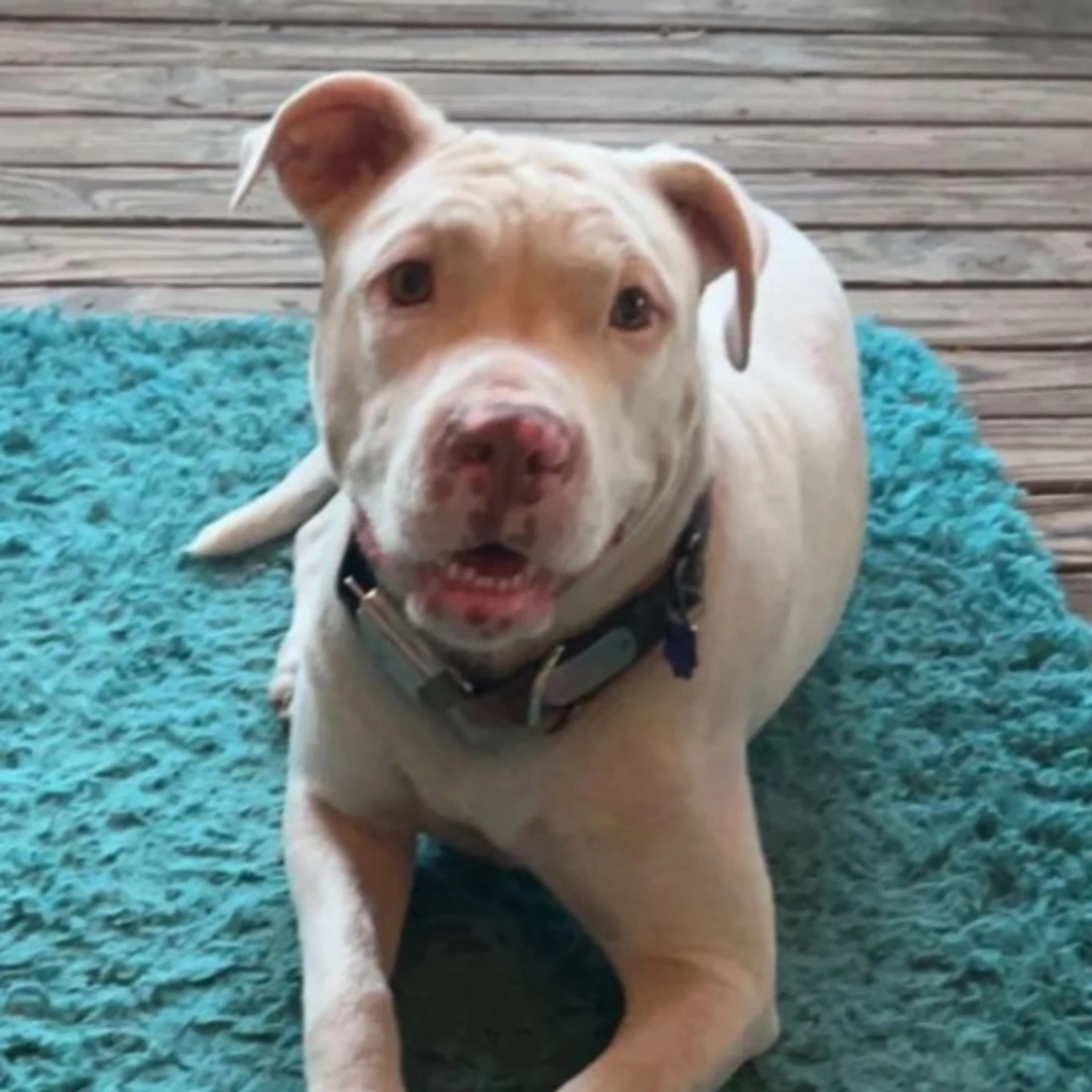 Lost pet
