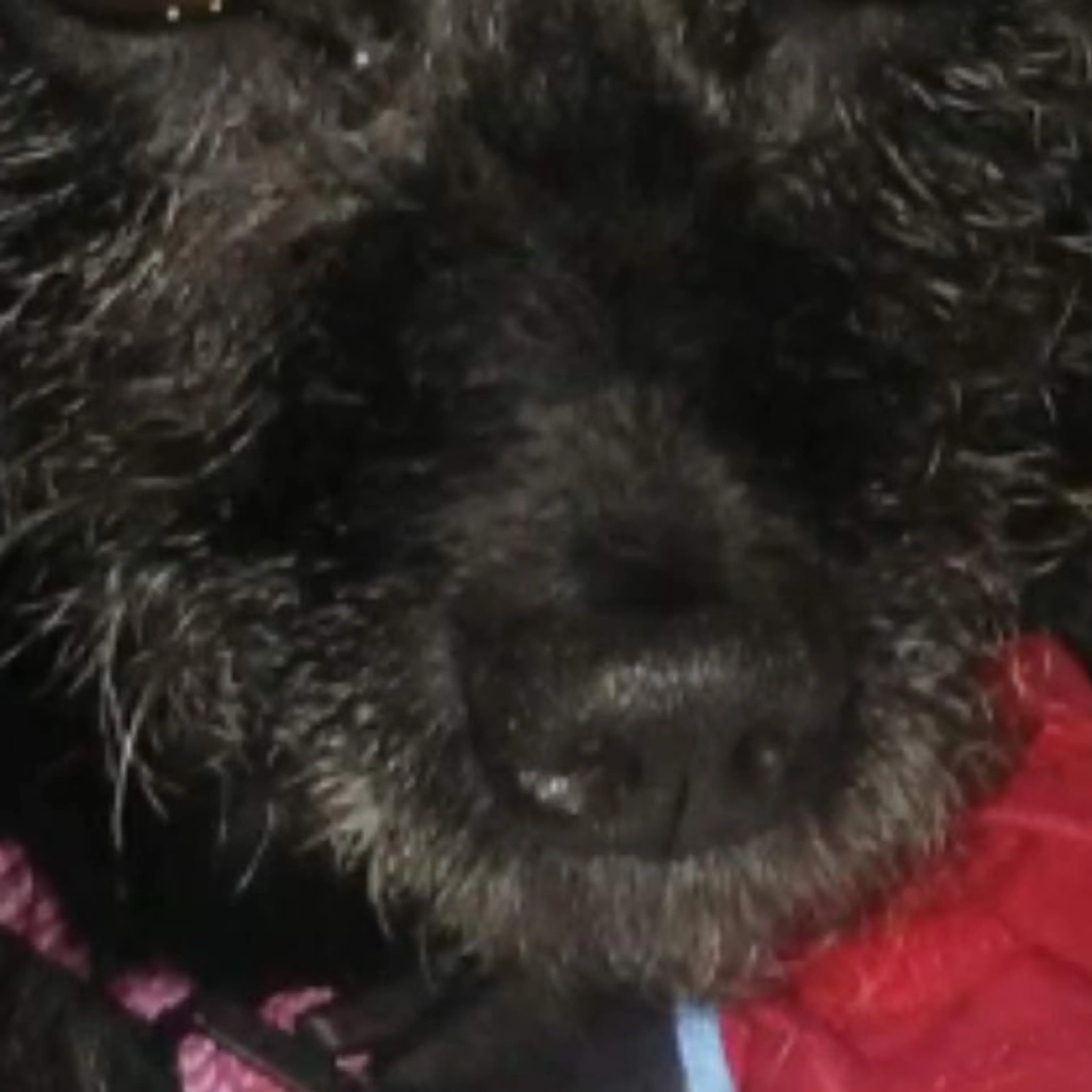 Lost pet