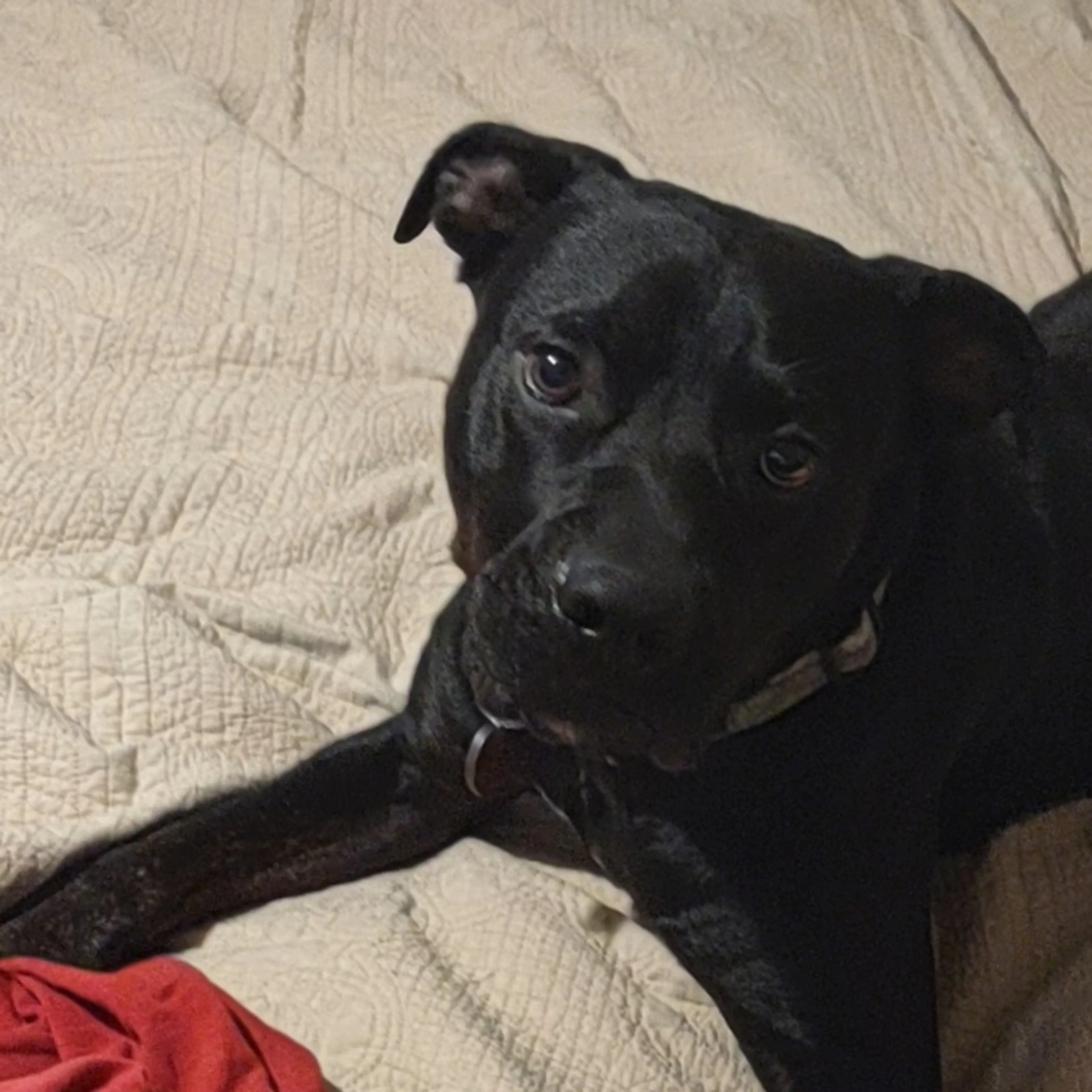 Lost pet-2
