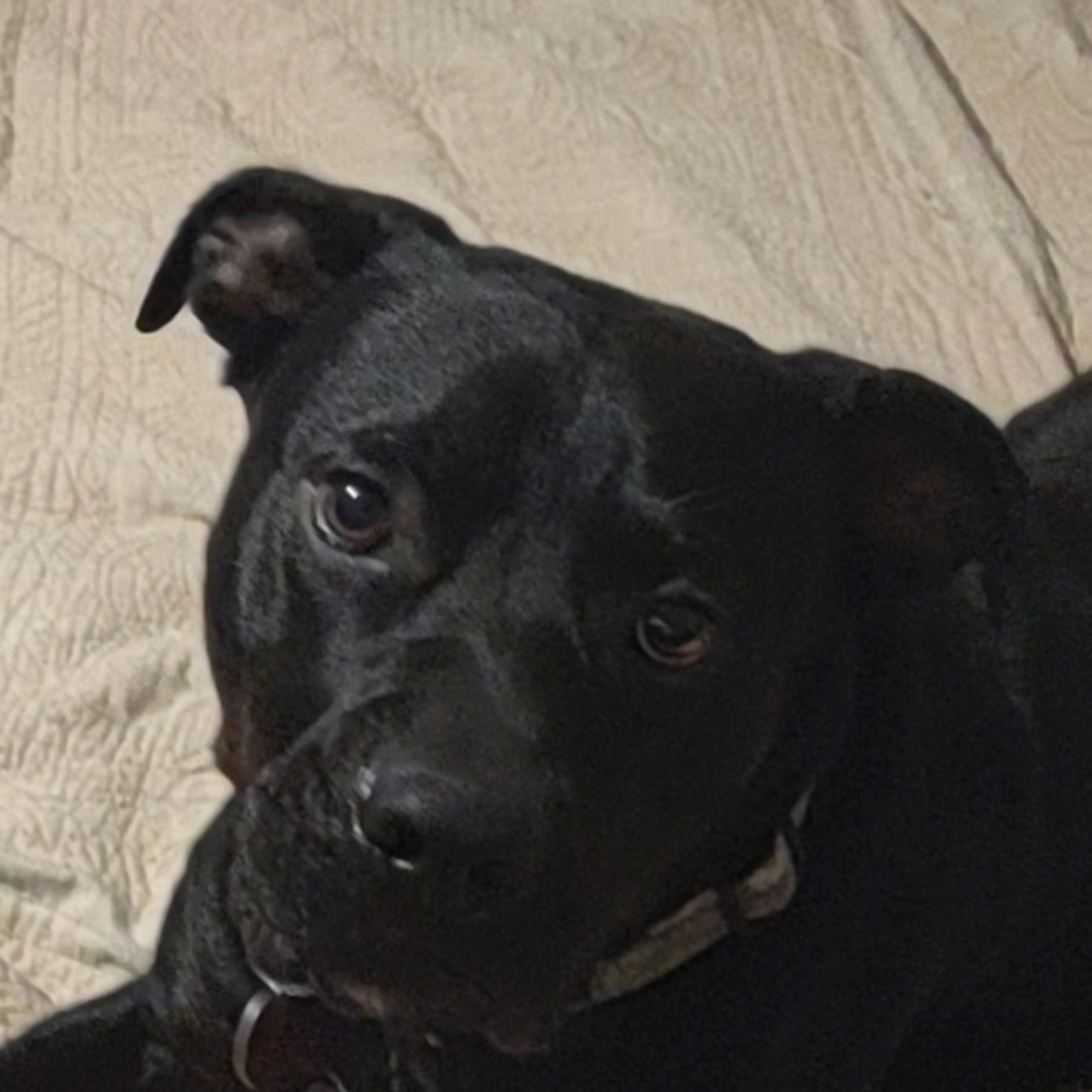 Lost pet-0
