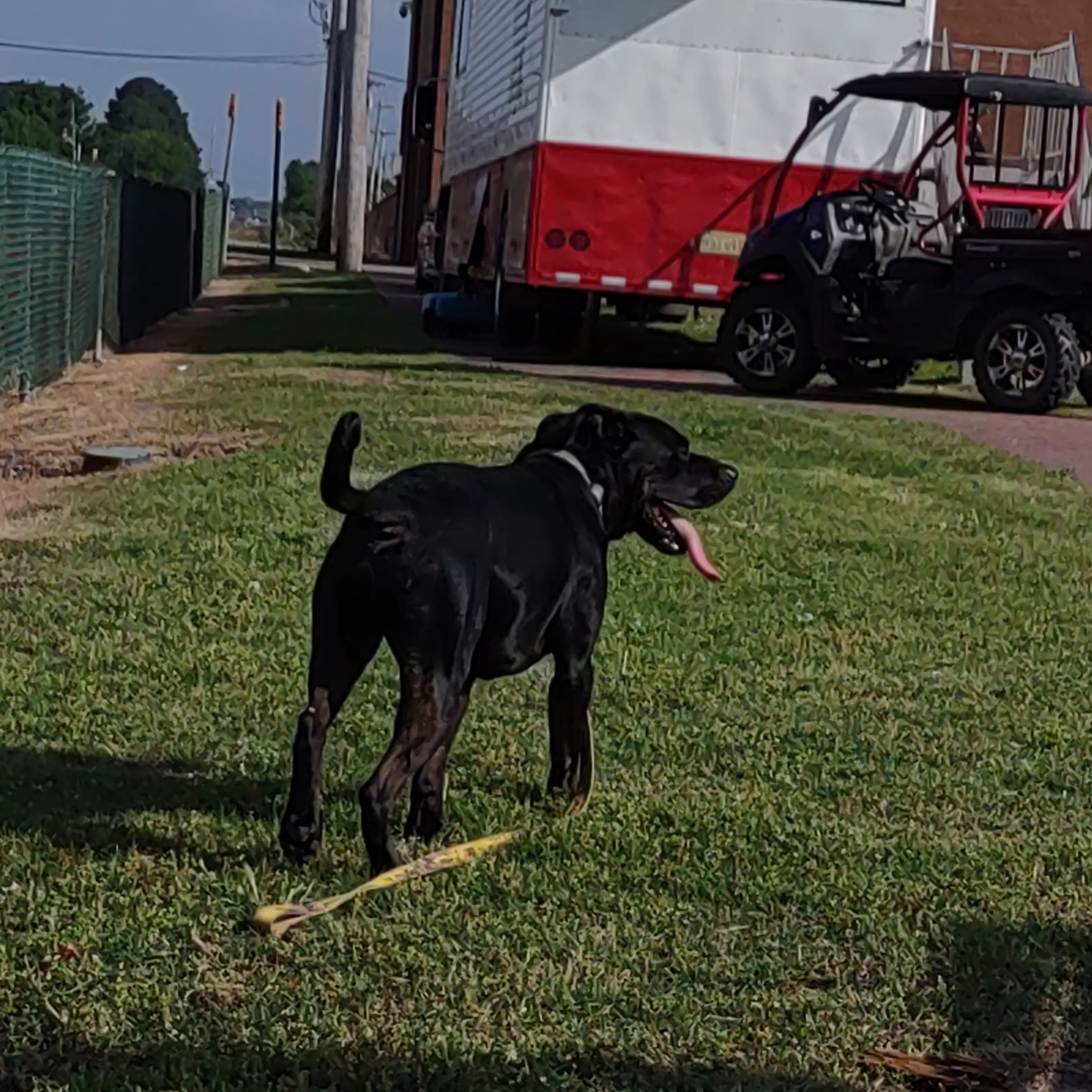 Lost pet-1