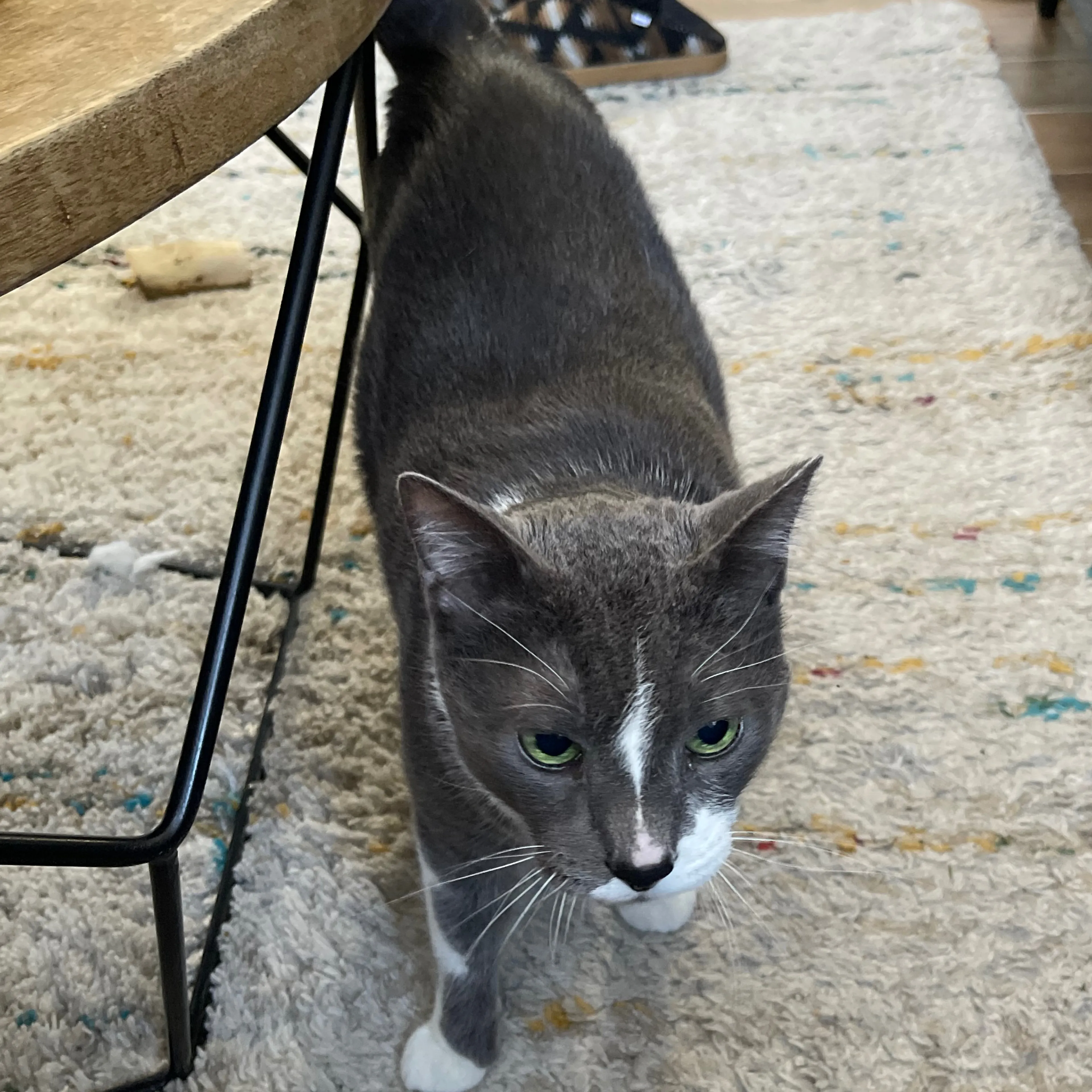 Lost pet-1