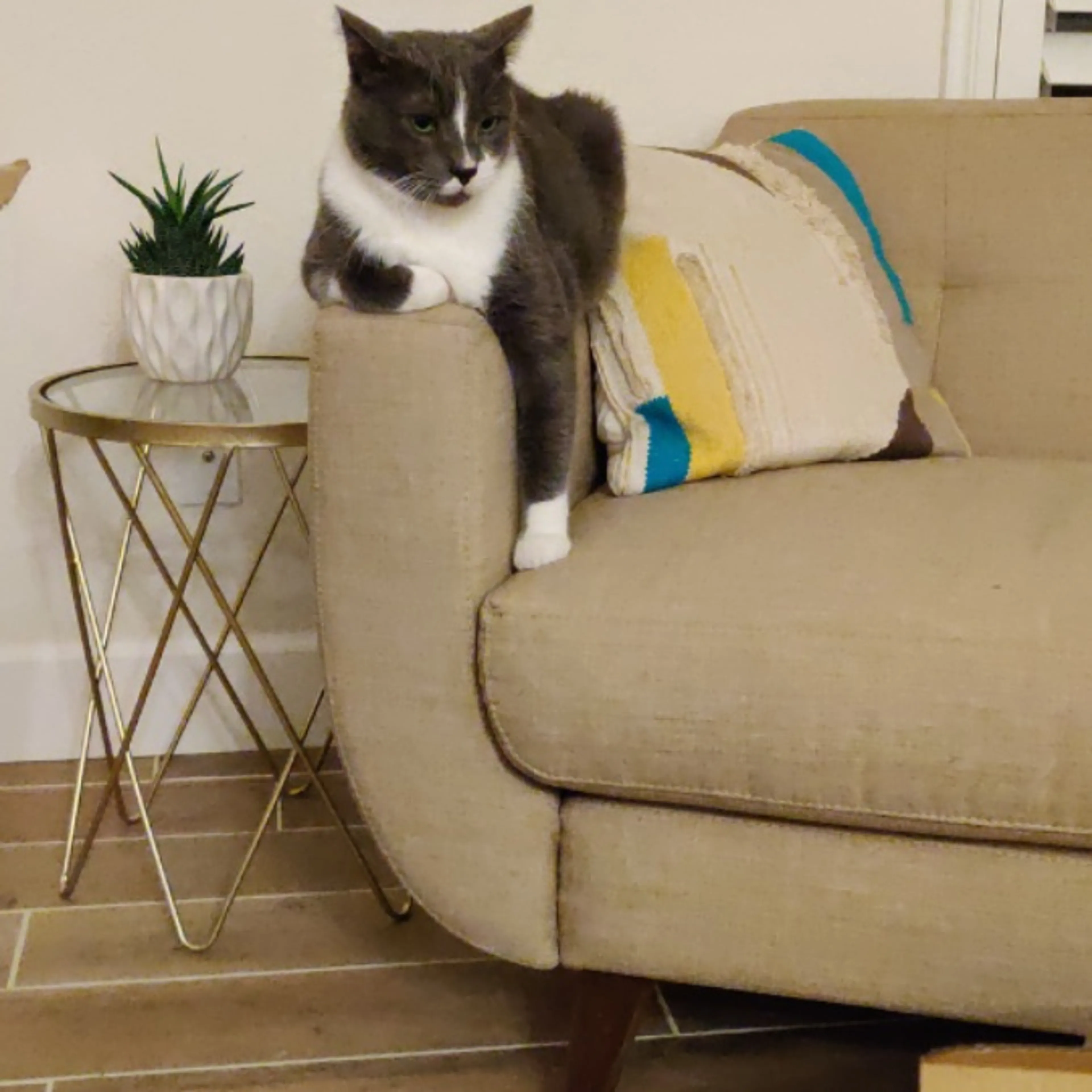 Lost pet-0