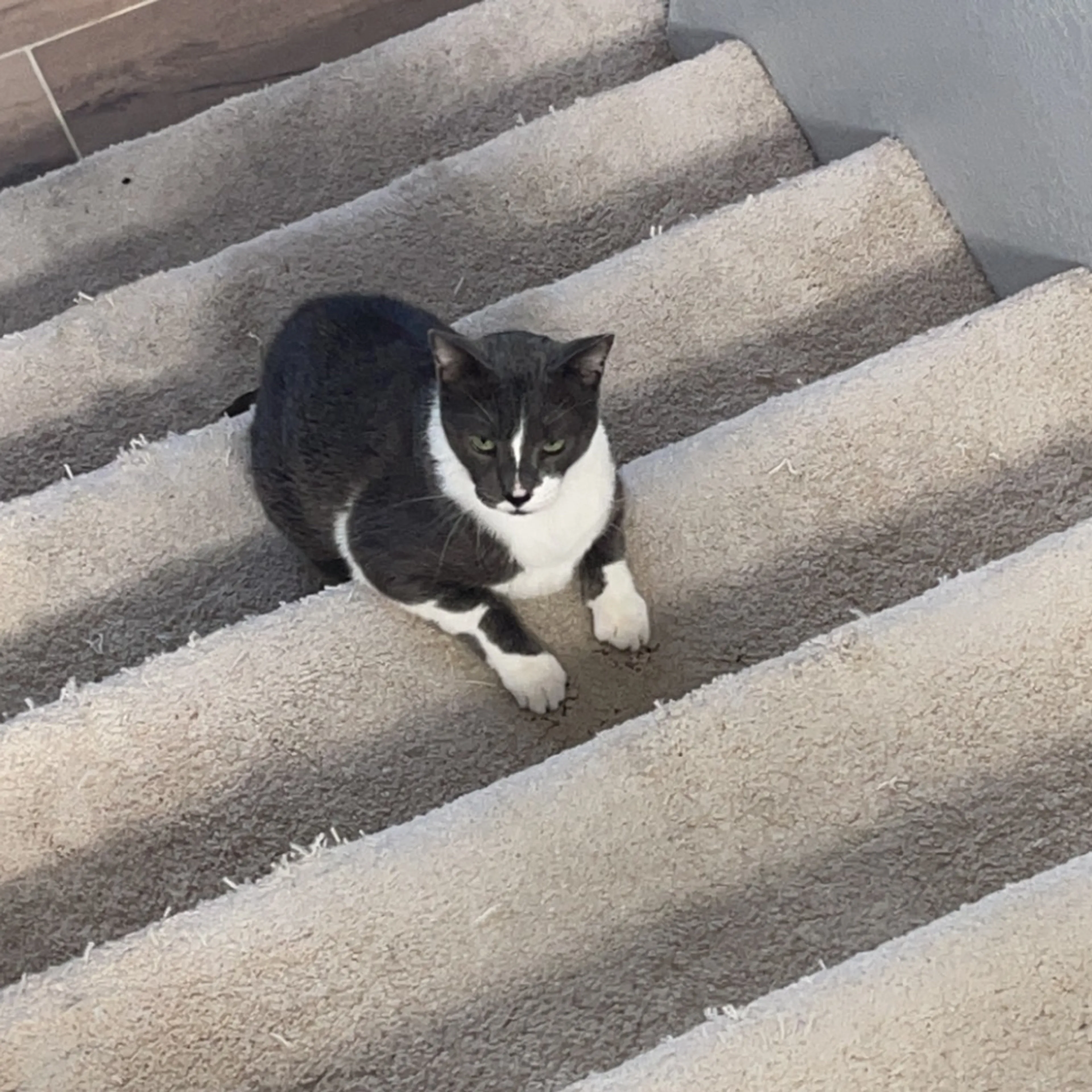 Lost pet-2