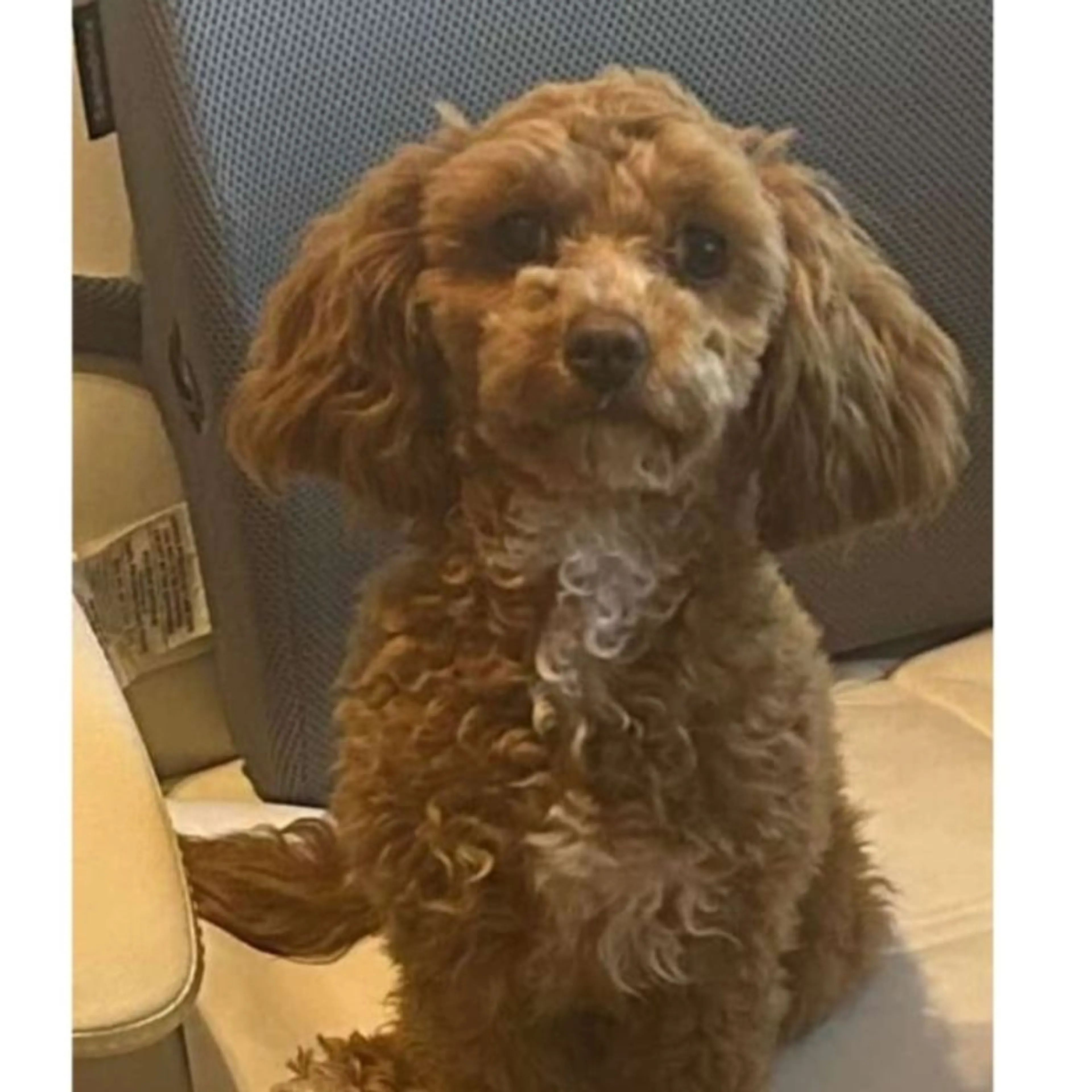 Lost pet