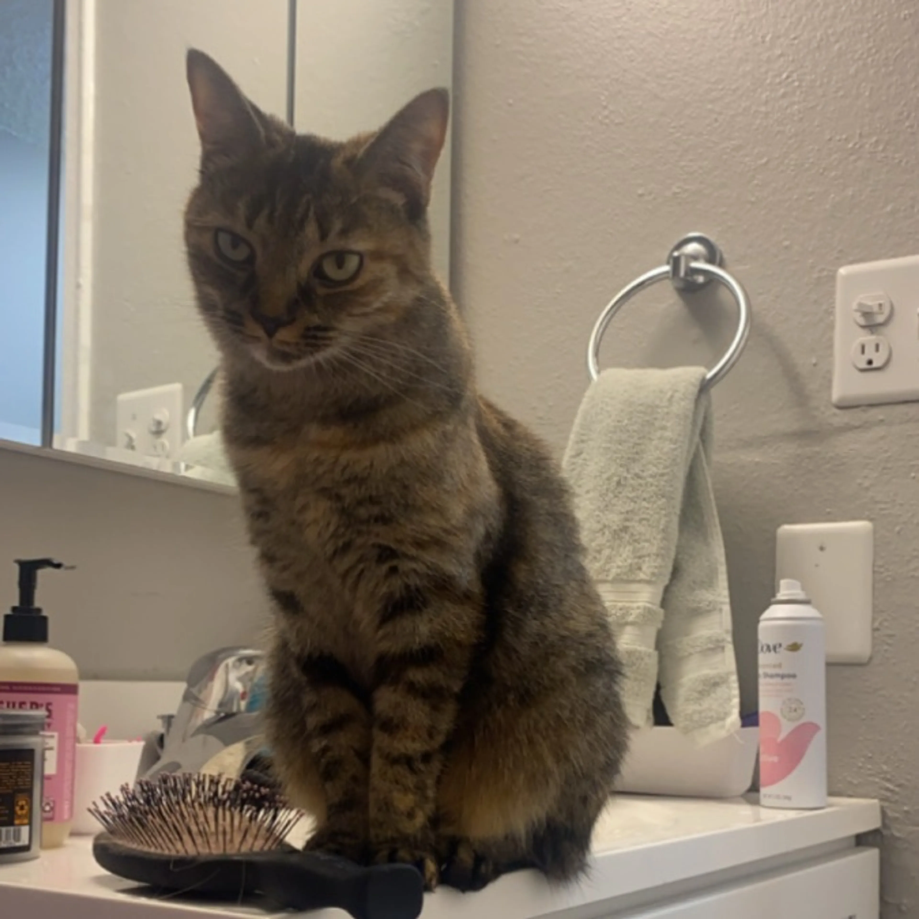 Lost pet