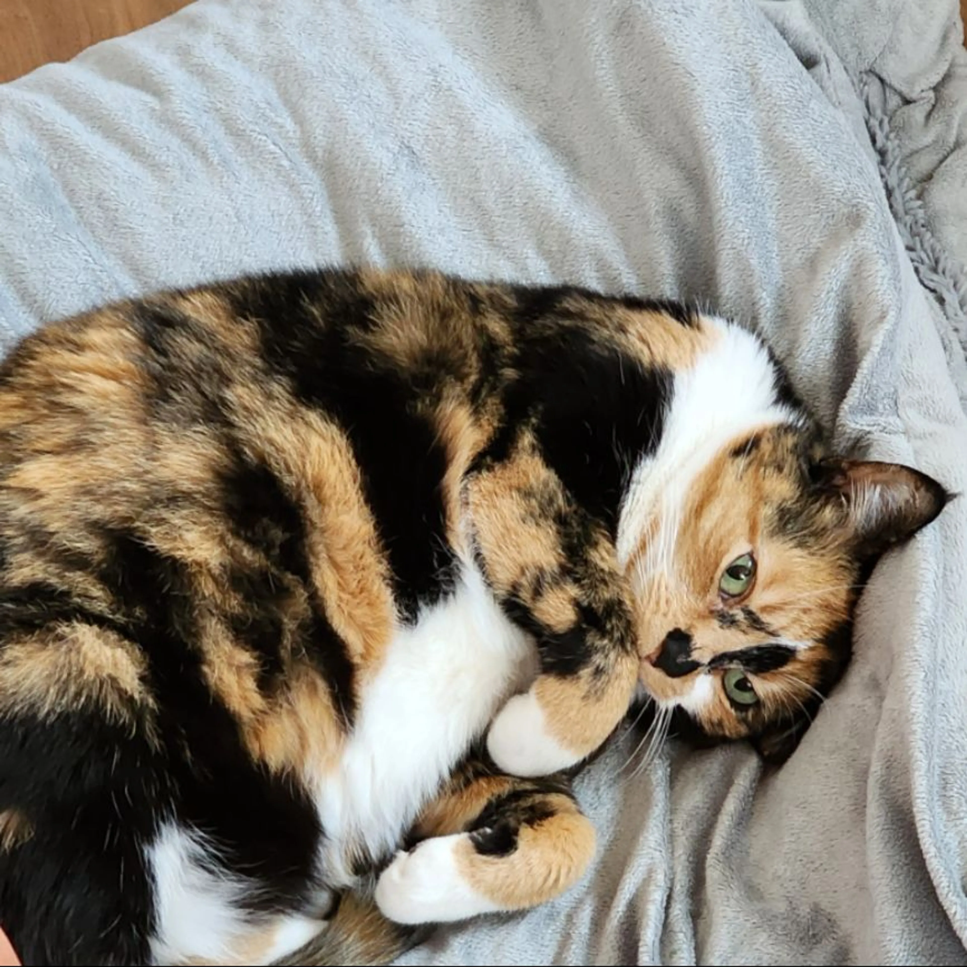 Lost pet