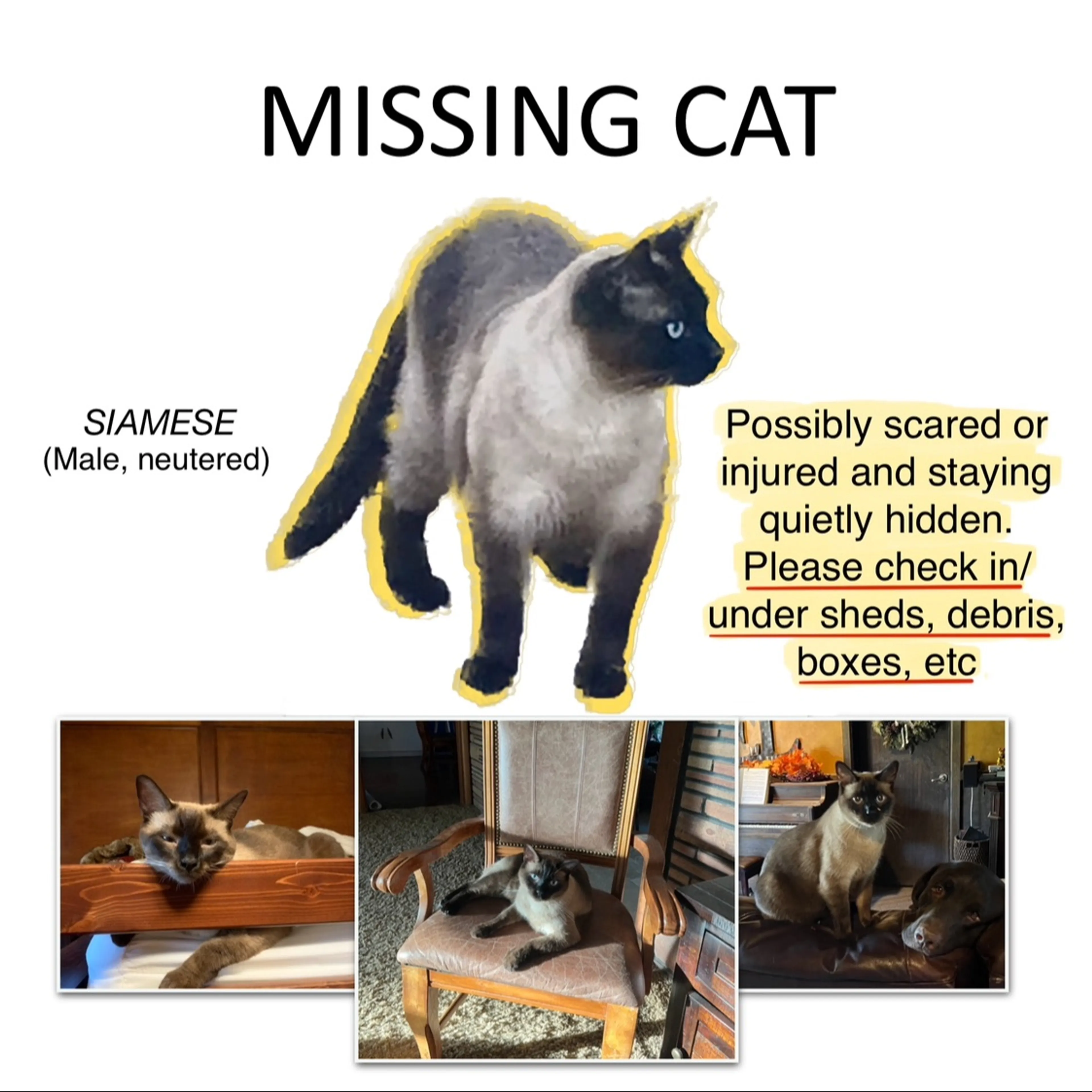 Lost pet