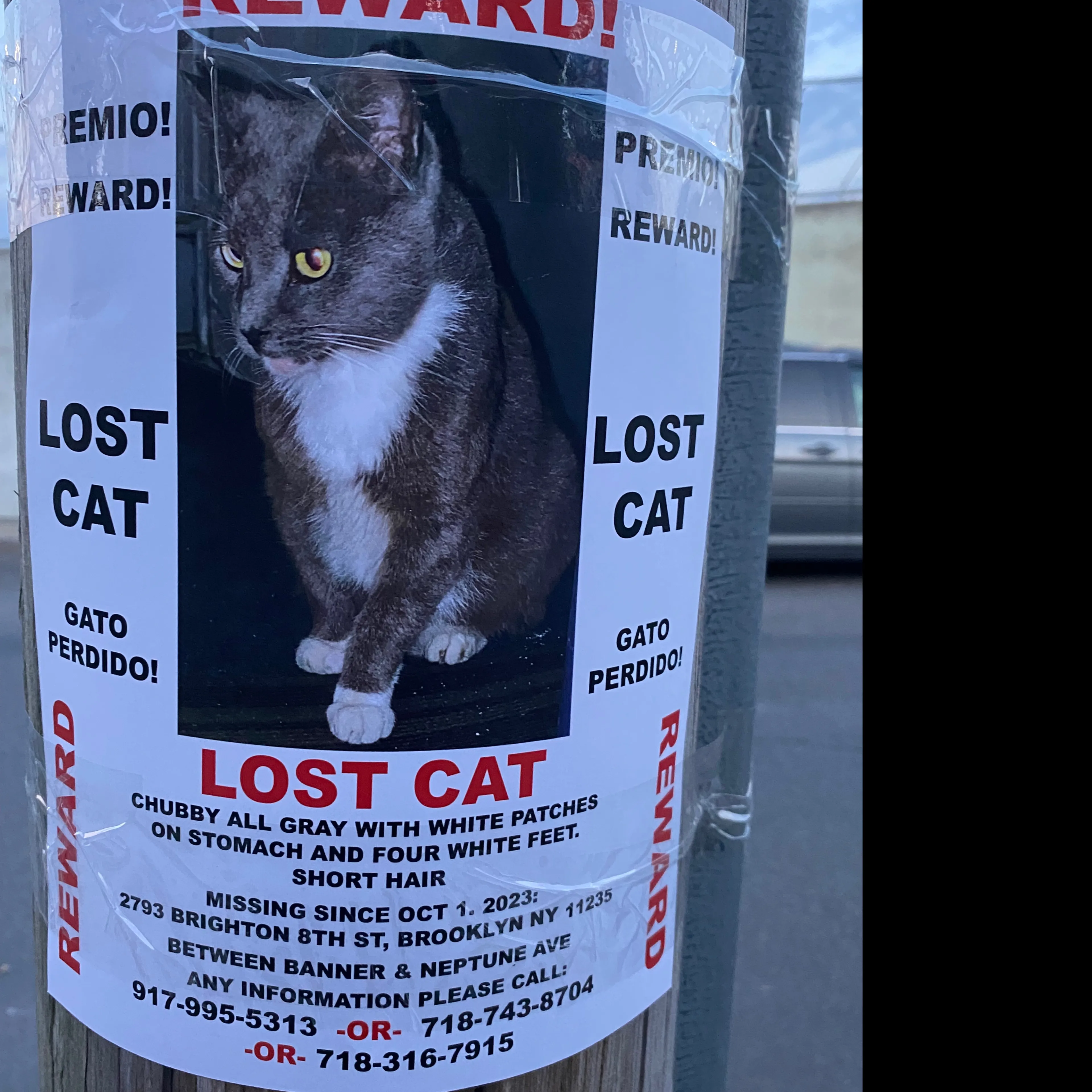 Lost pet-1