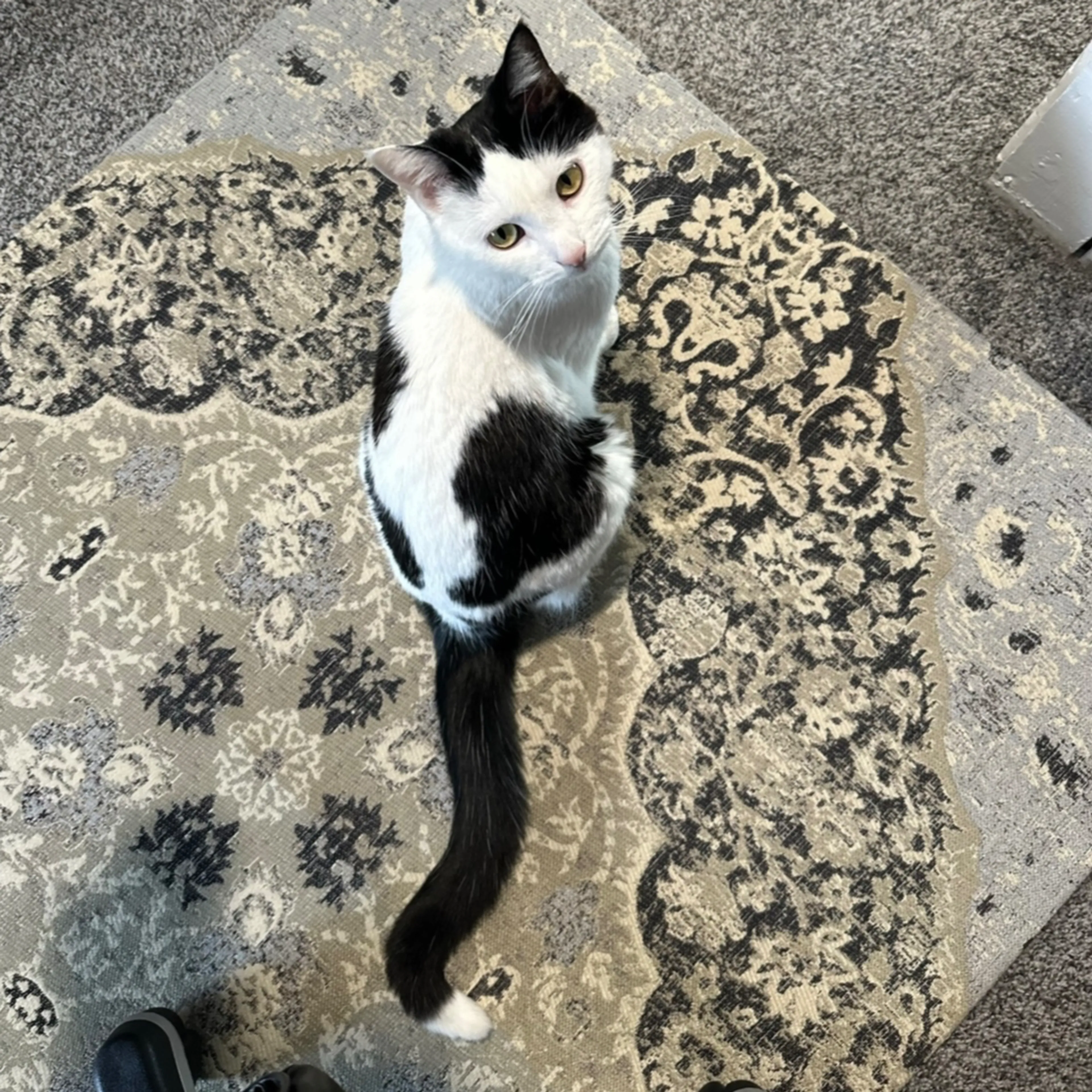 Lost pet-2