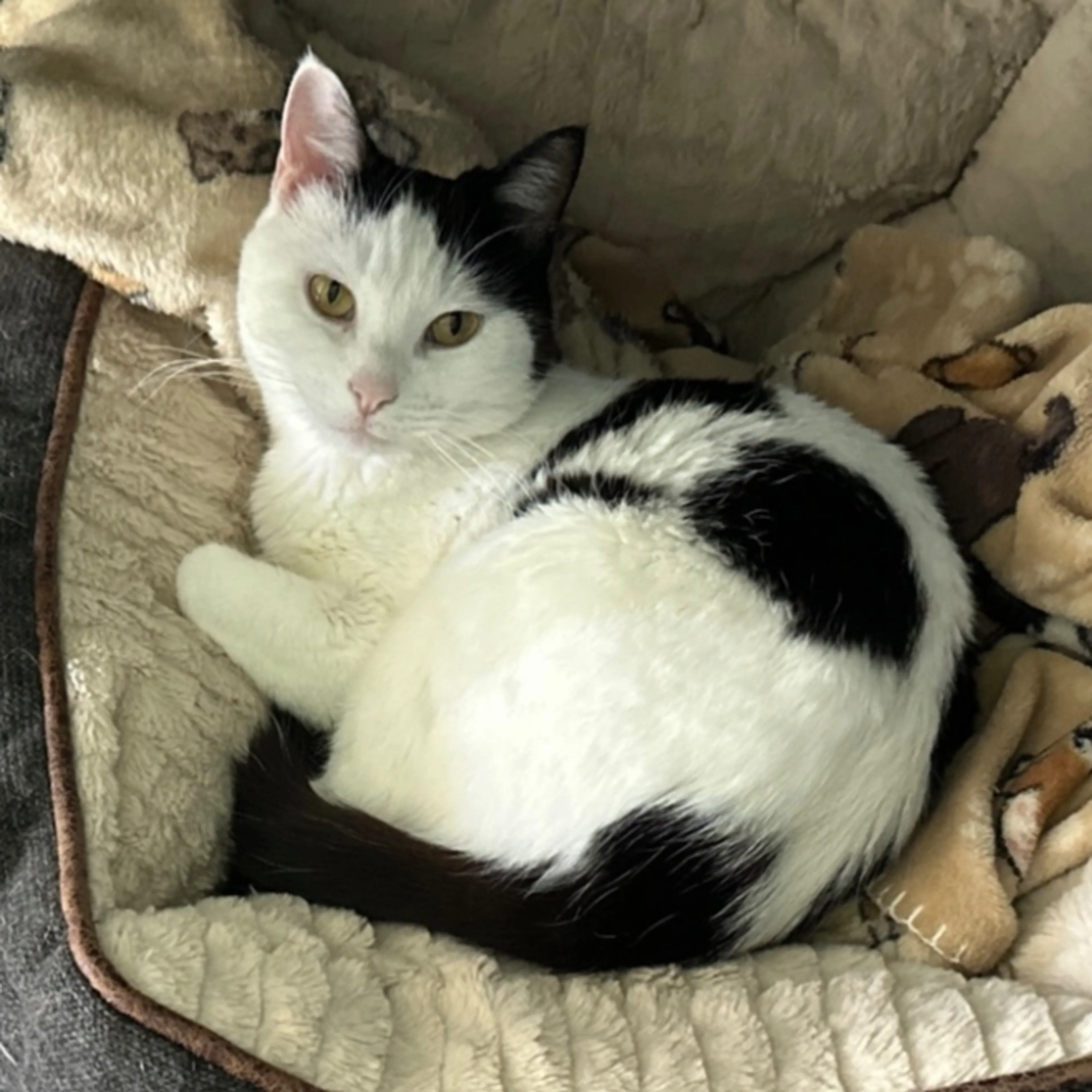 Lost pet-1