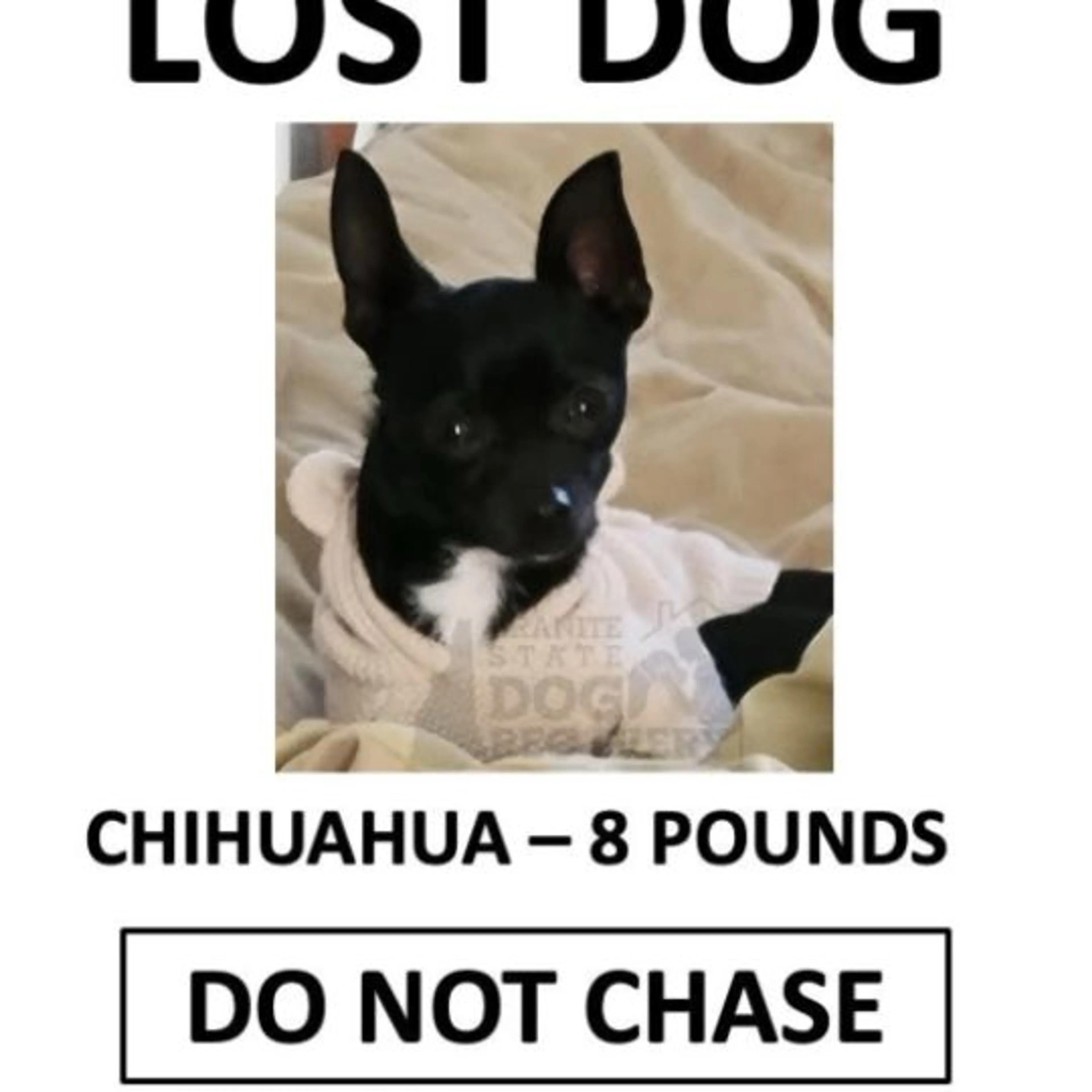 Lost pet