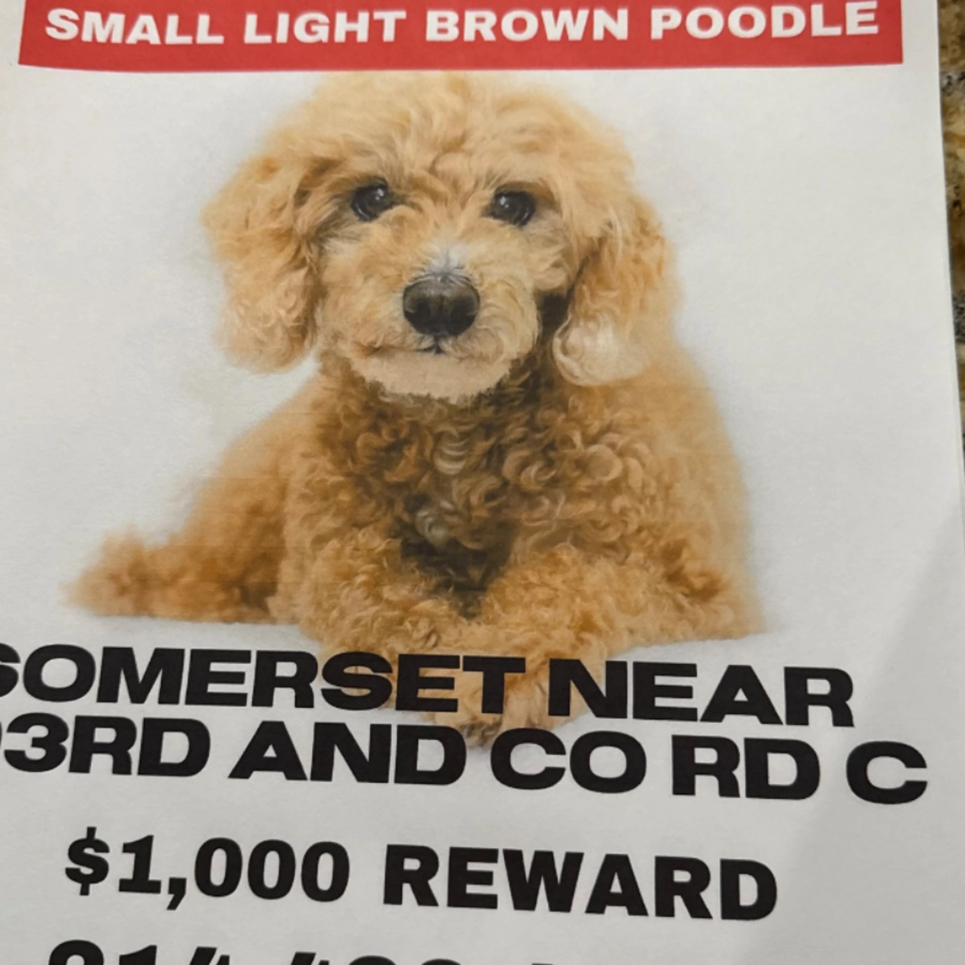 Lost pet-0