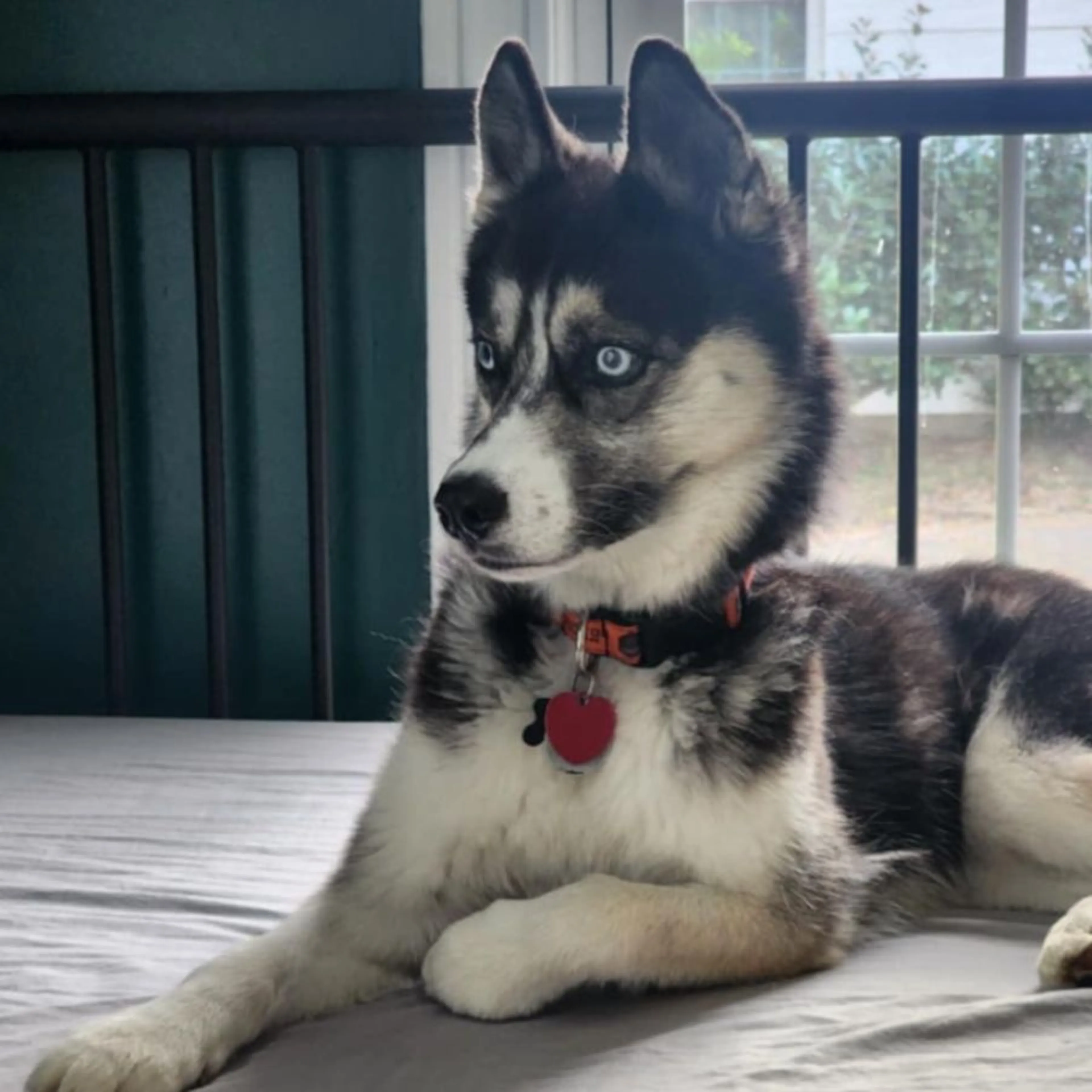 Lost pet