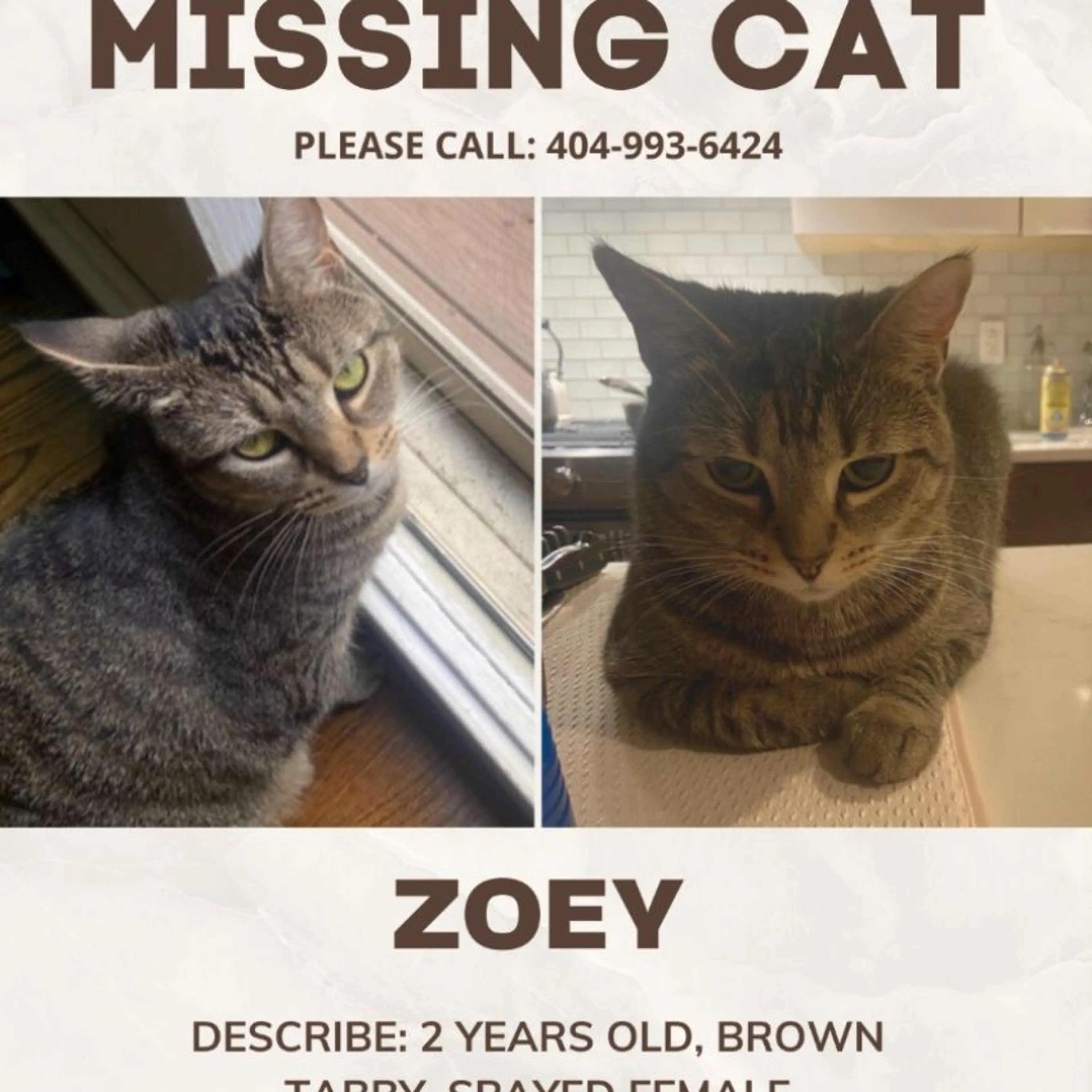 Lost pet