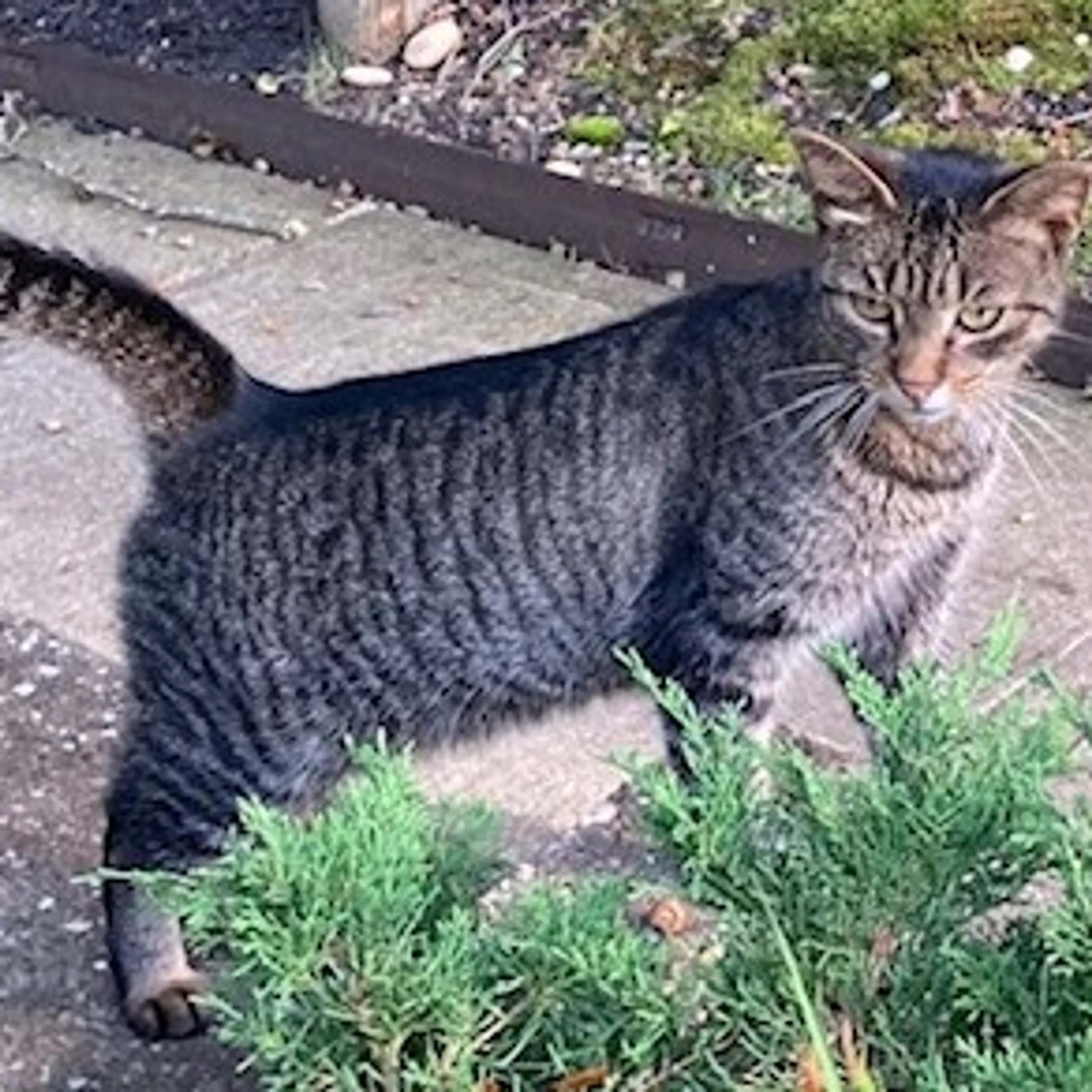 Found pet-1