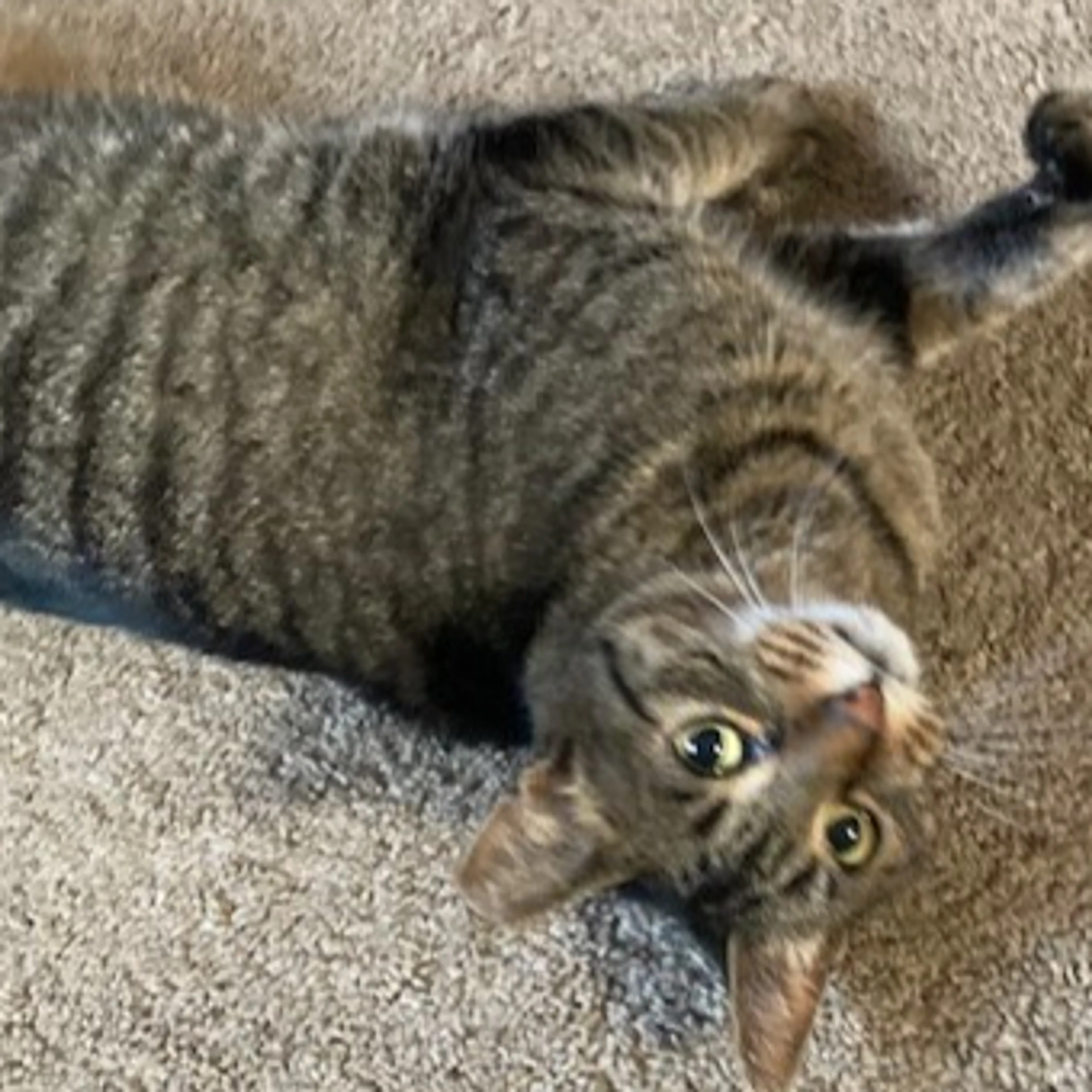Found pet-3