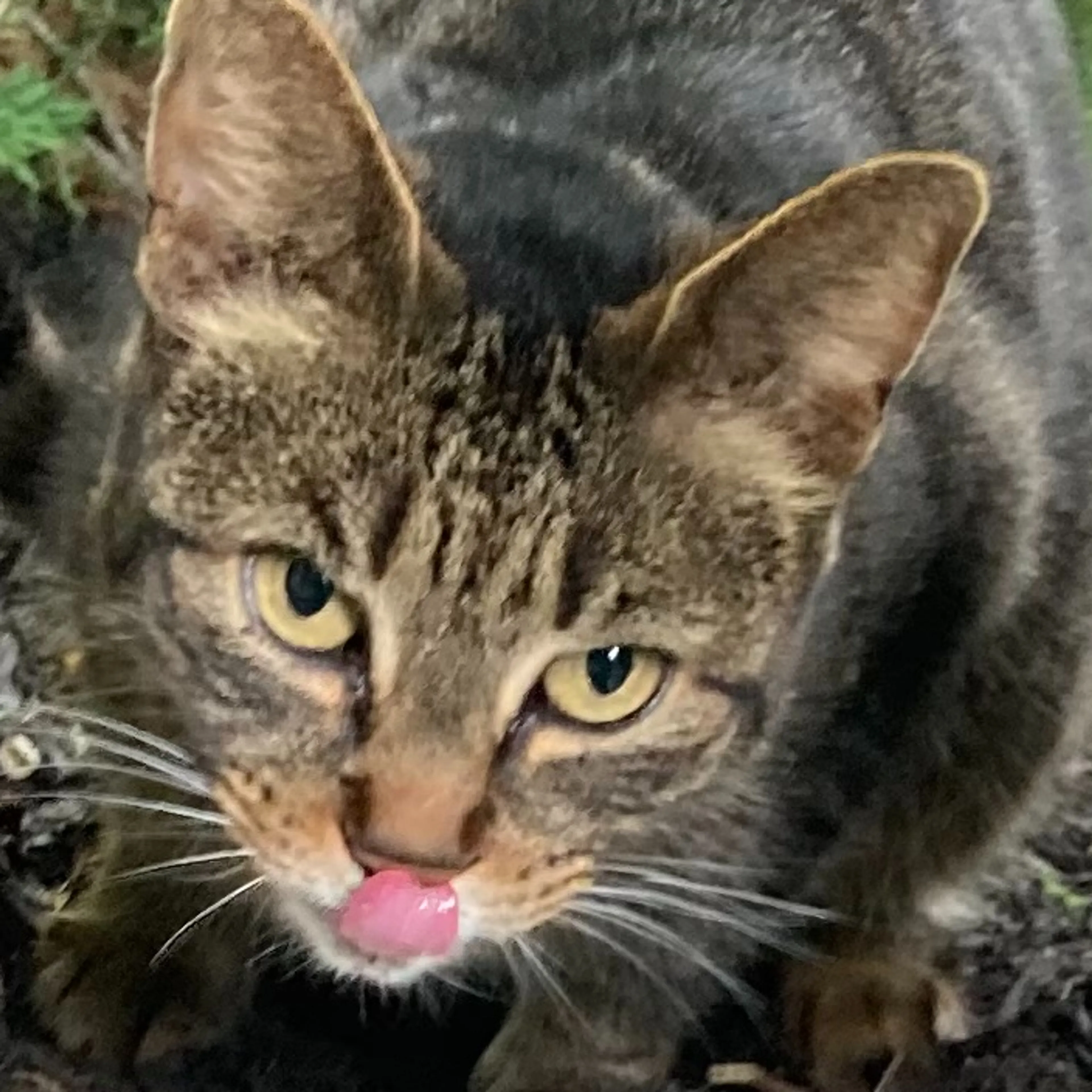 Found pet-2