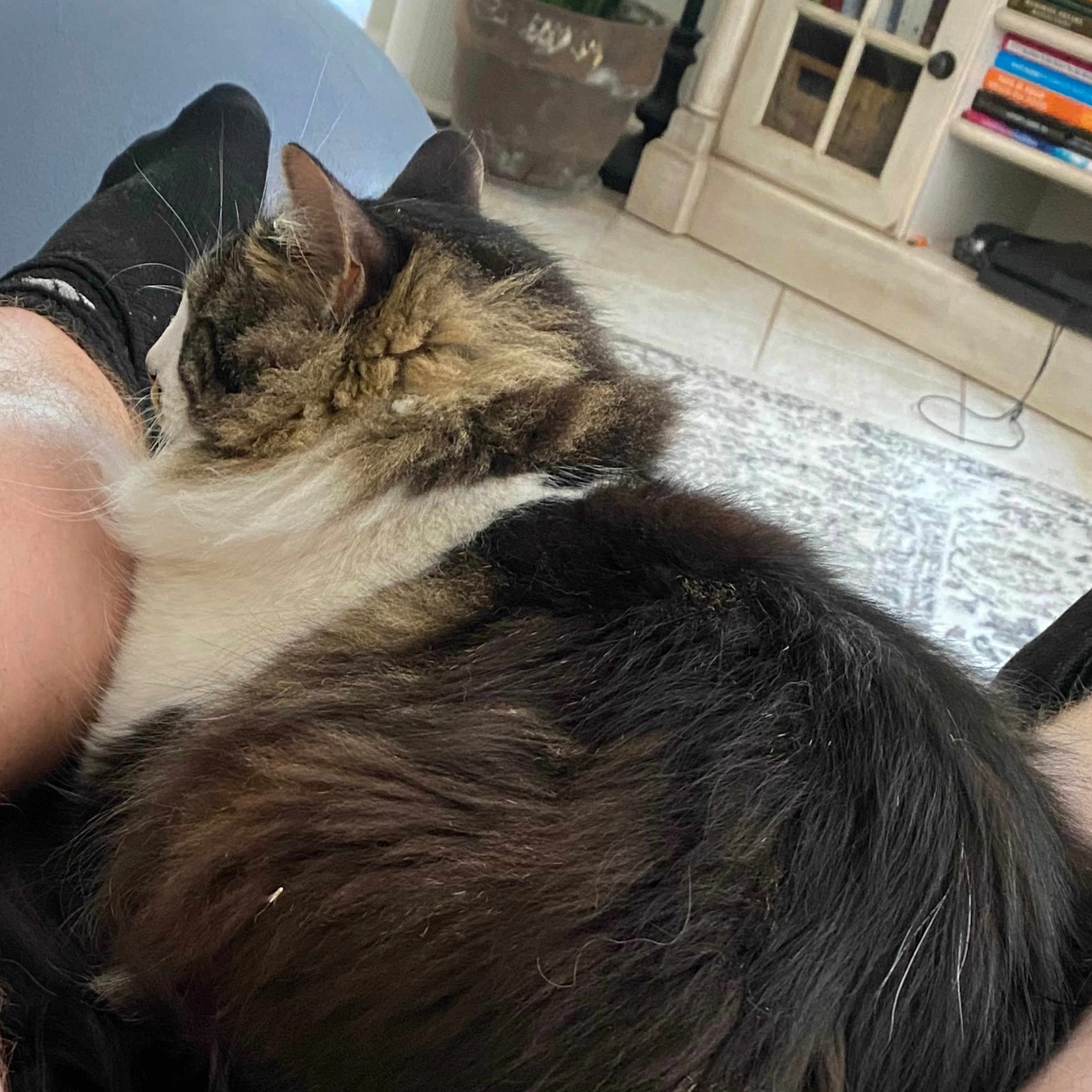 Lost pet-3