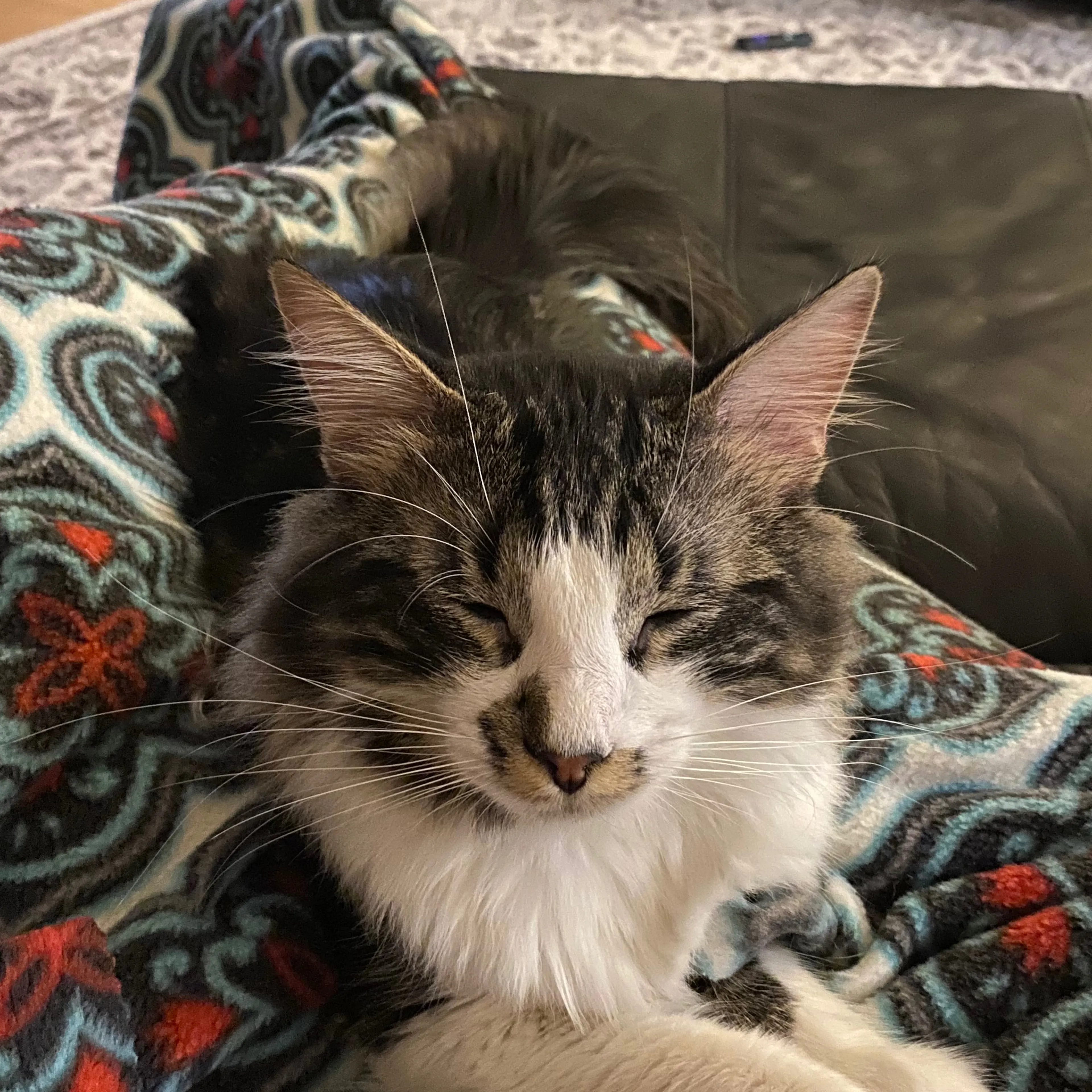 Lost pet-2