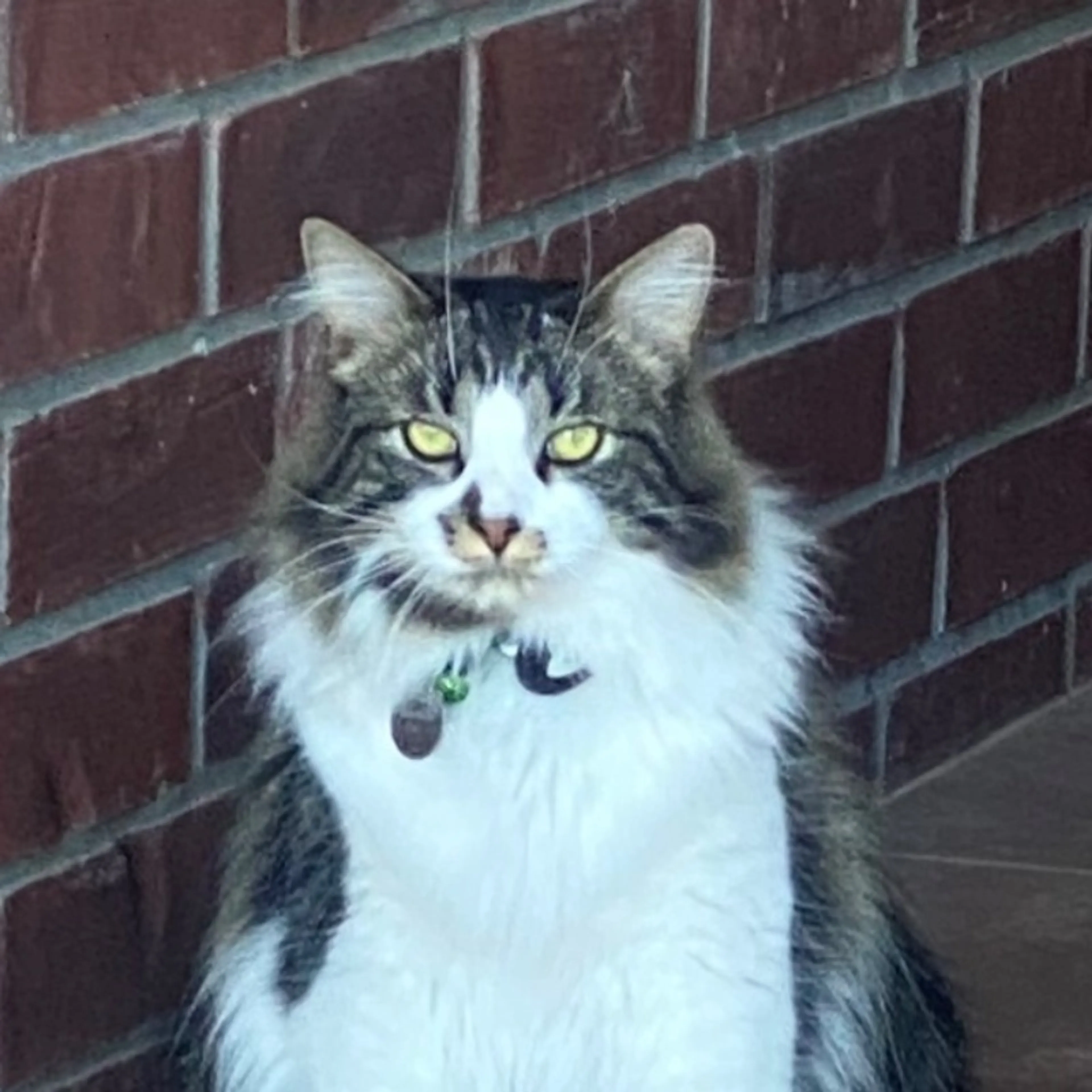 Lost pet-0