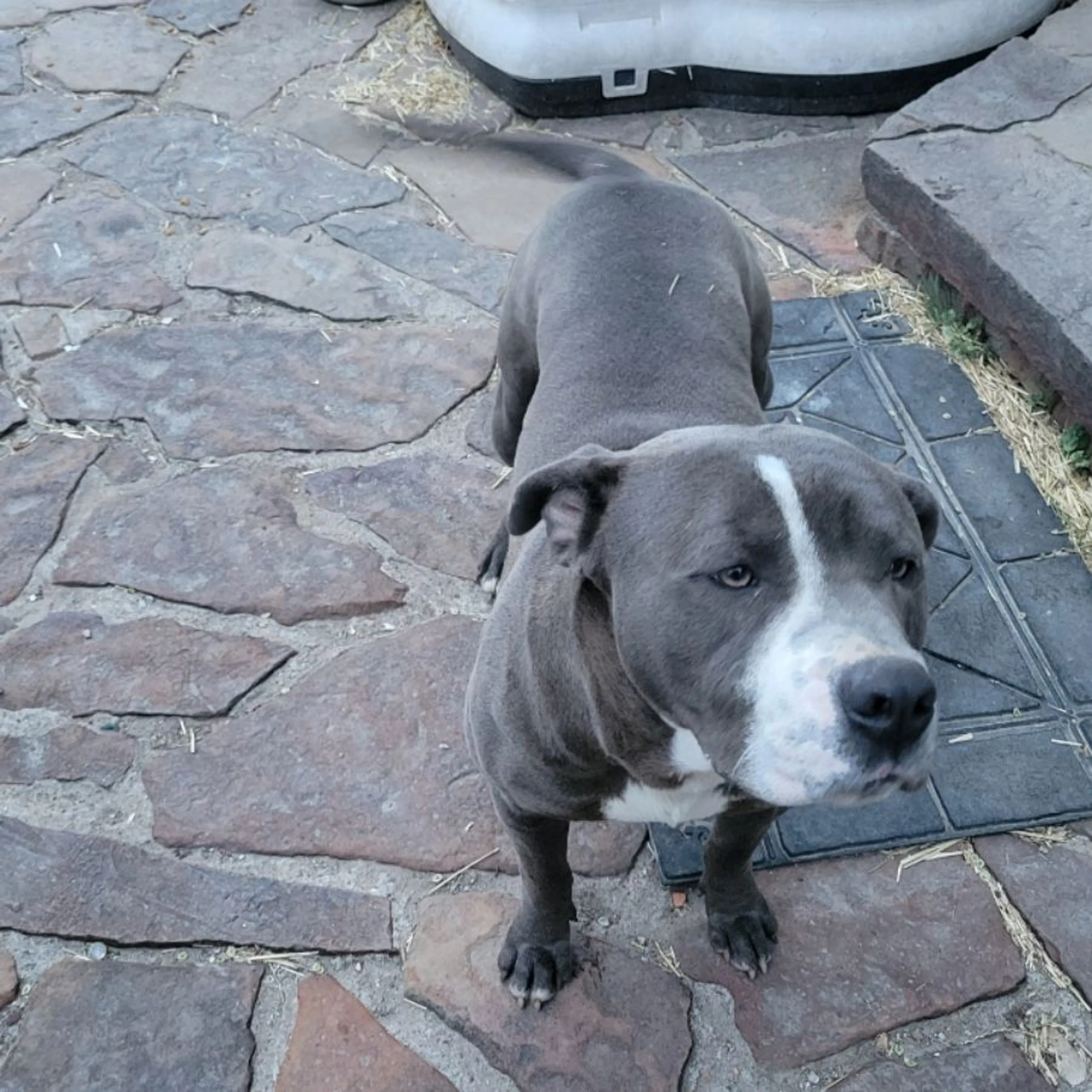 Lost pet
