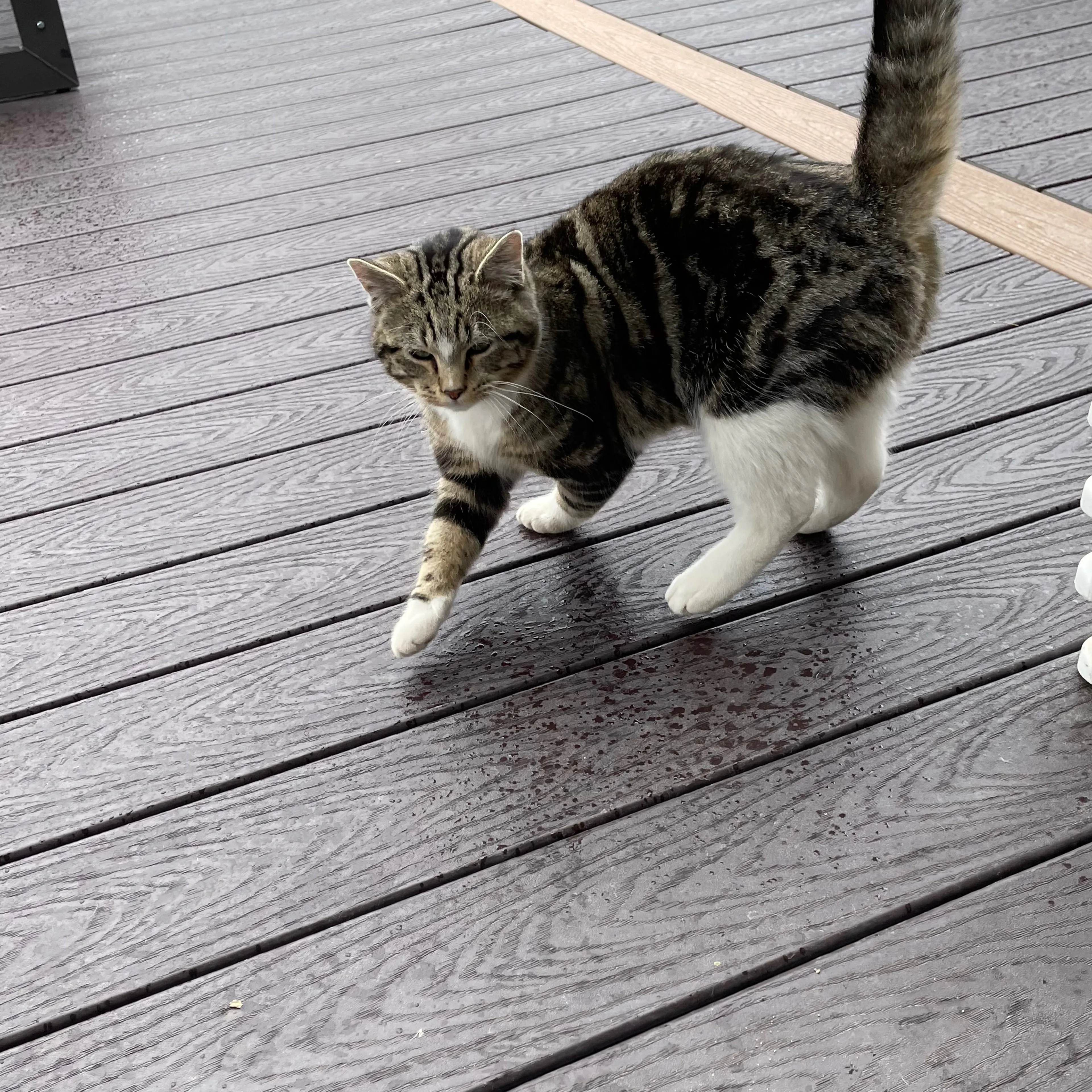 Lost pet-1