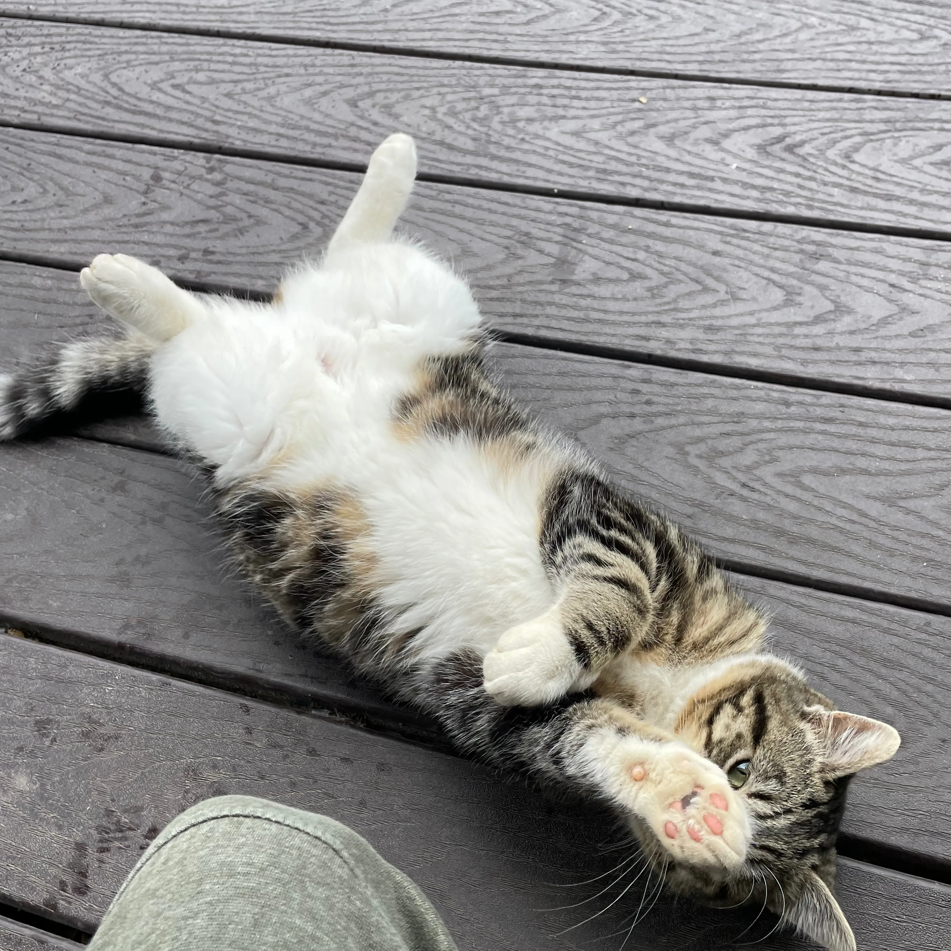 Lost pet-3