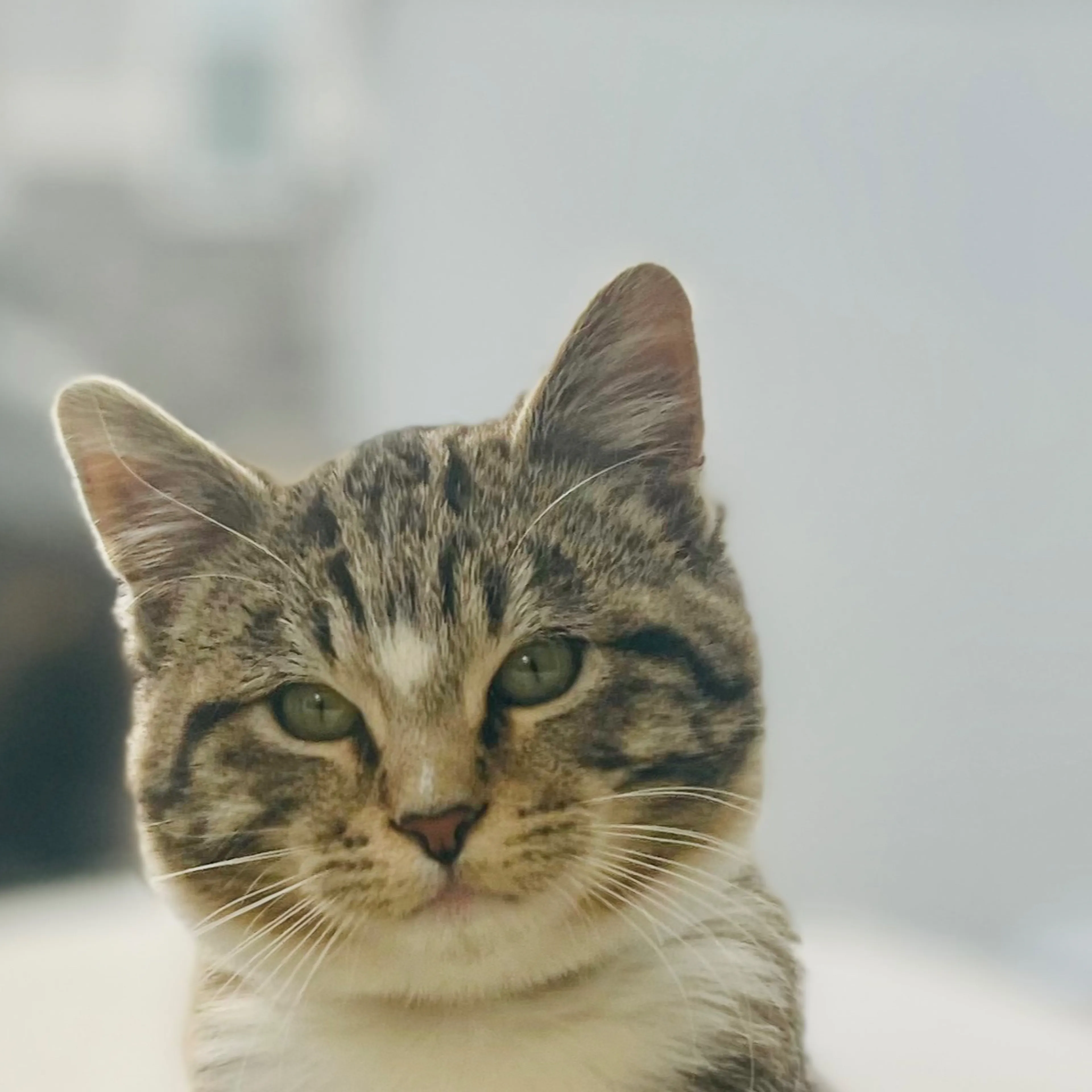 Lost pet-2